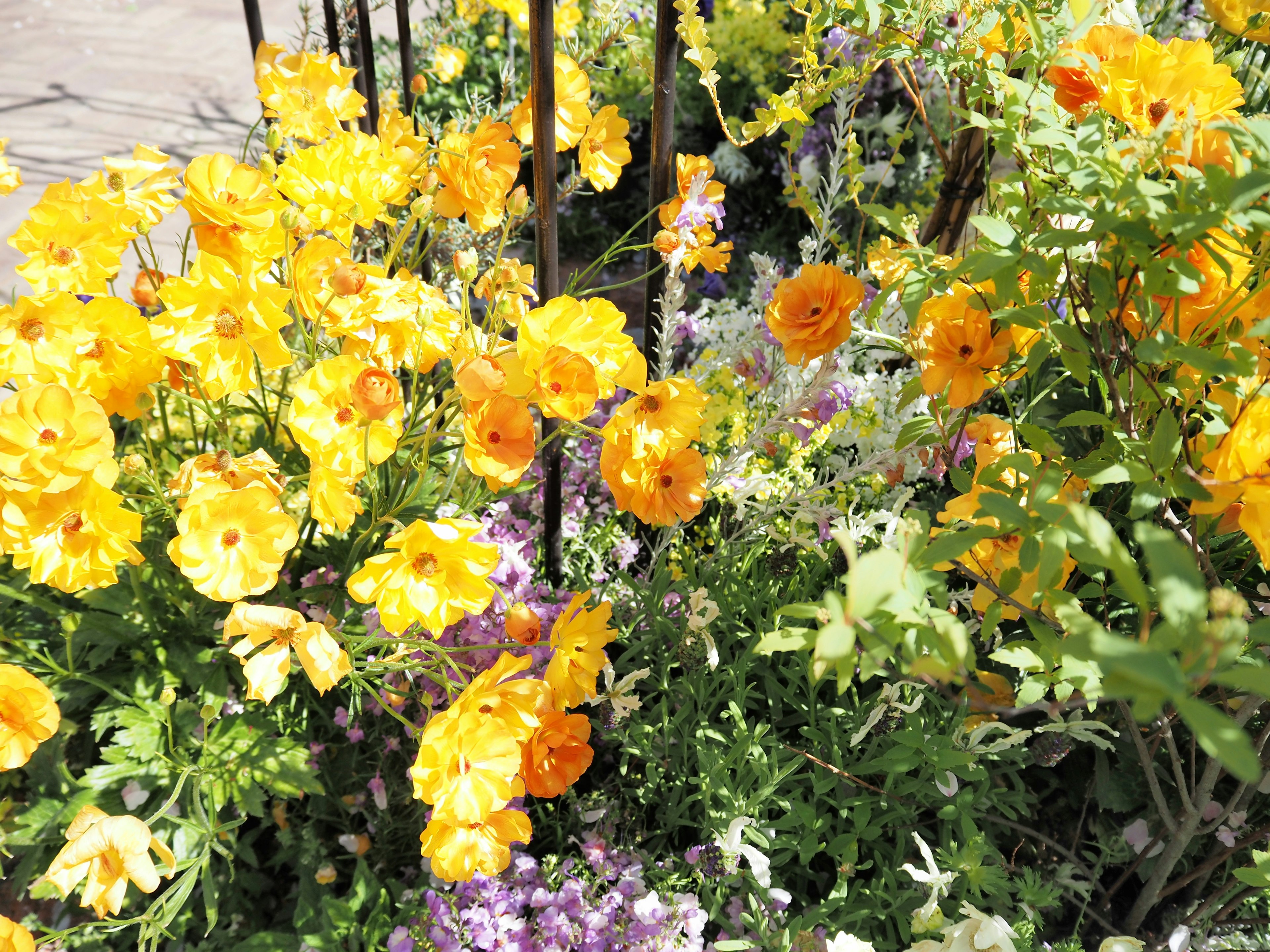 鮮やかな黄色の花が咲いた花壇の写真