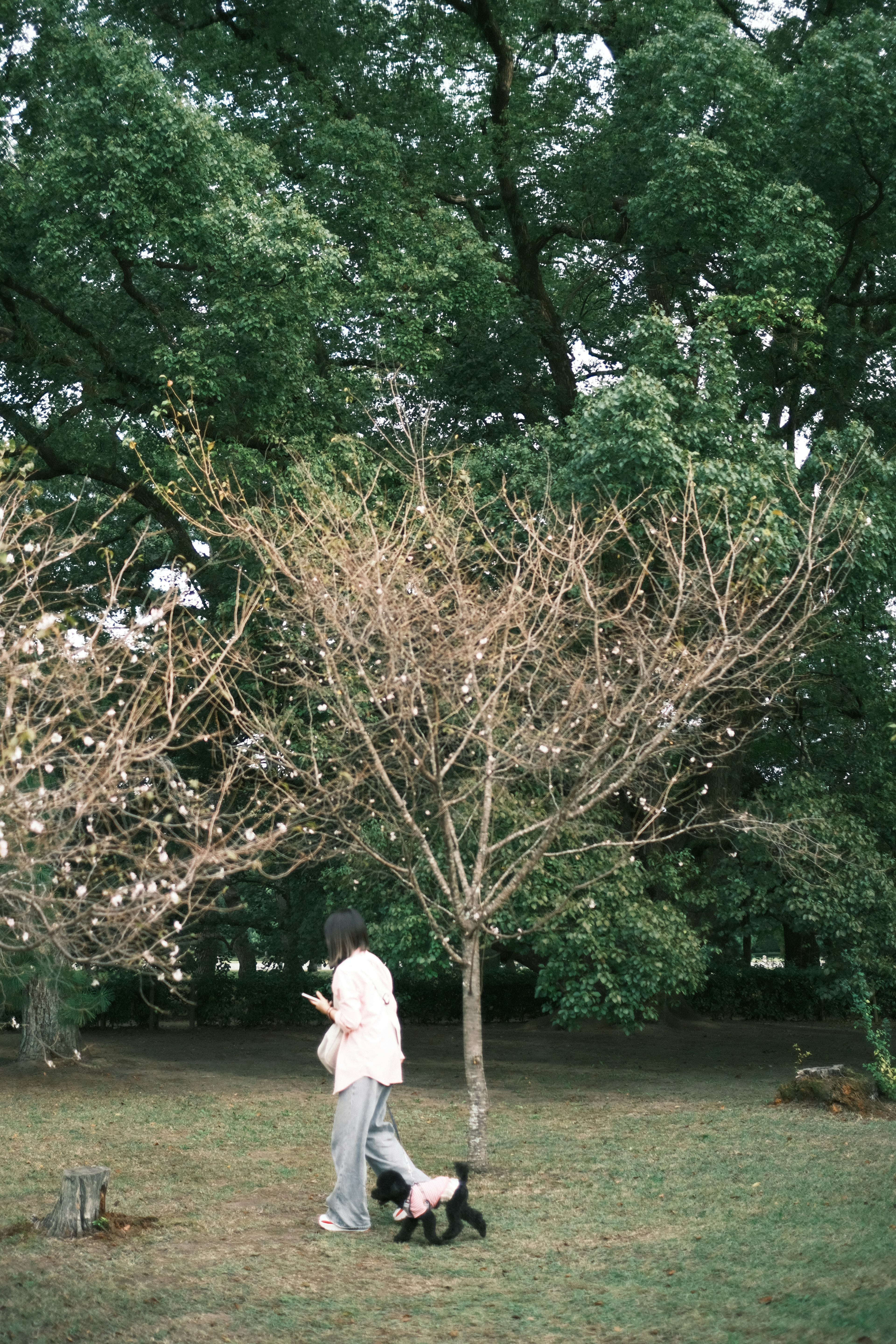 Person, der einen Hund unter einem Baum ausführt