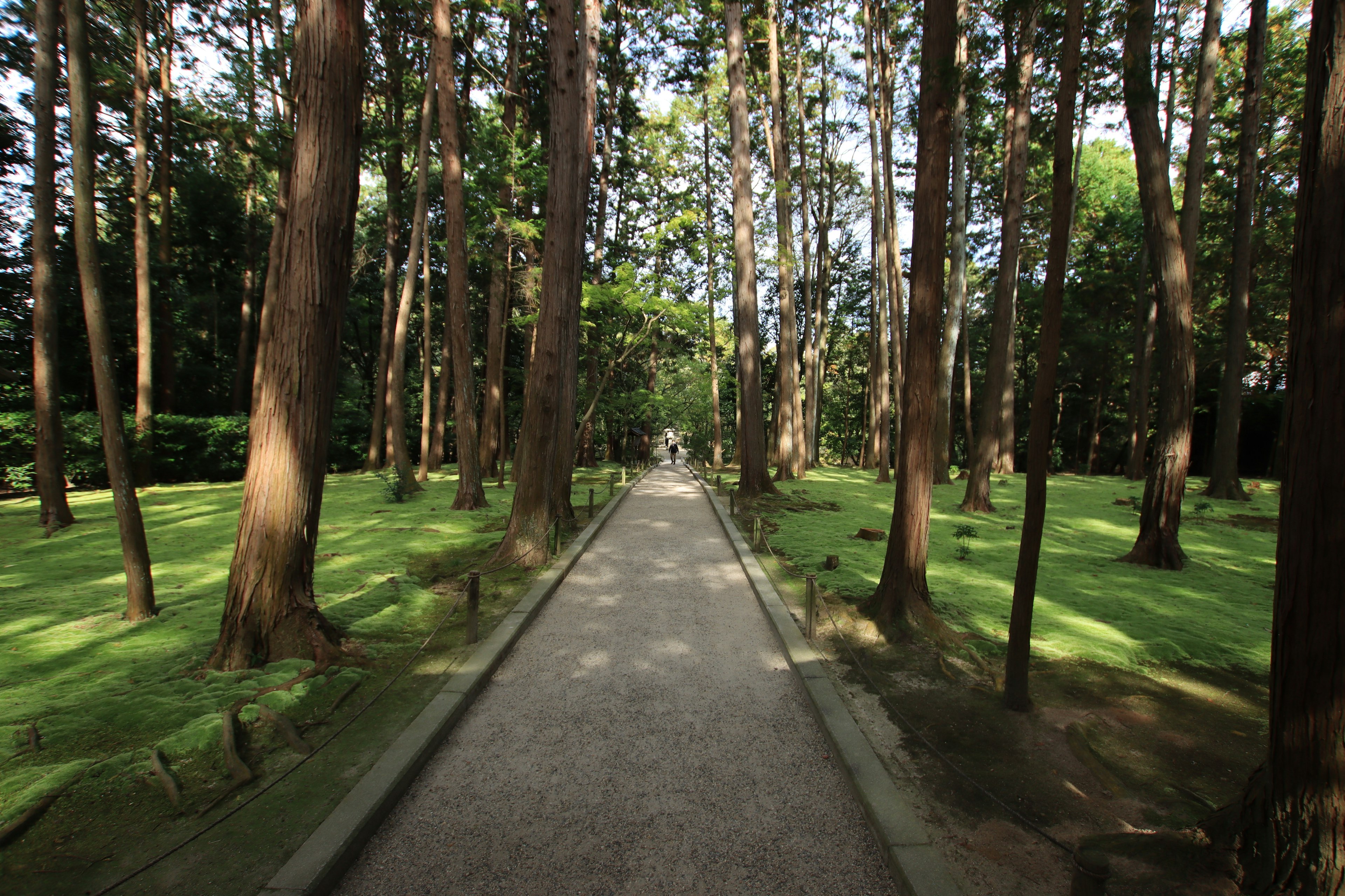 A view of a paved path surrounded by lush green trees