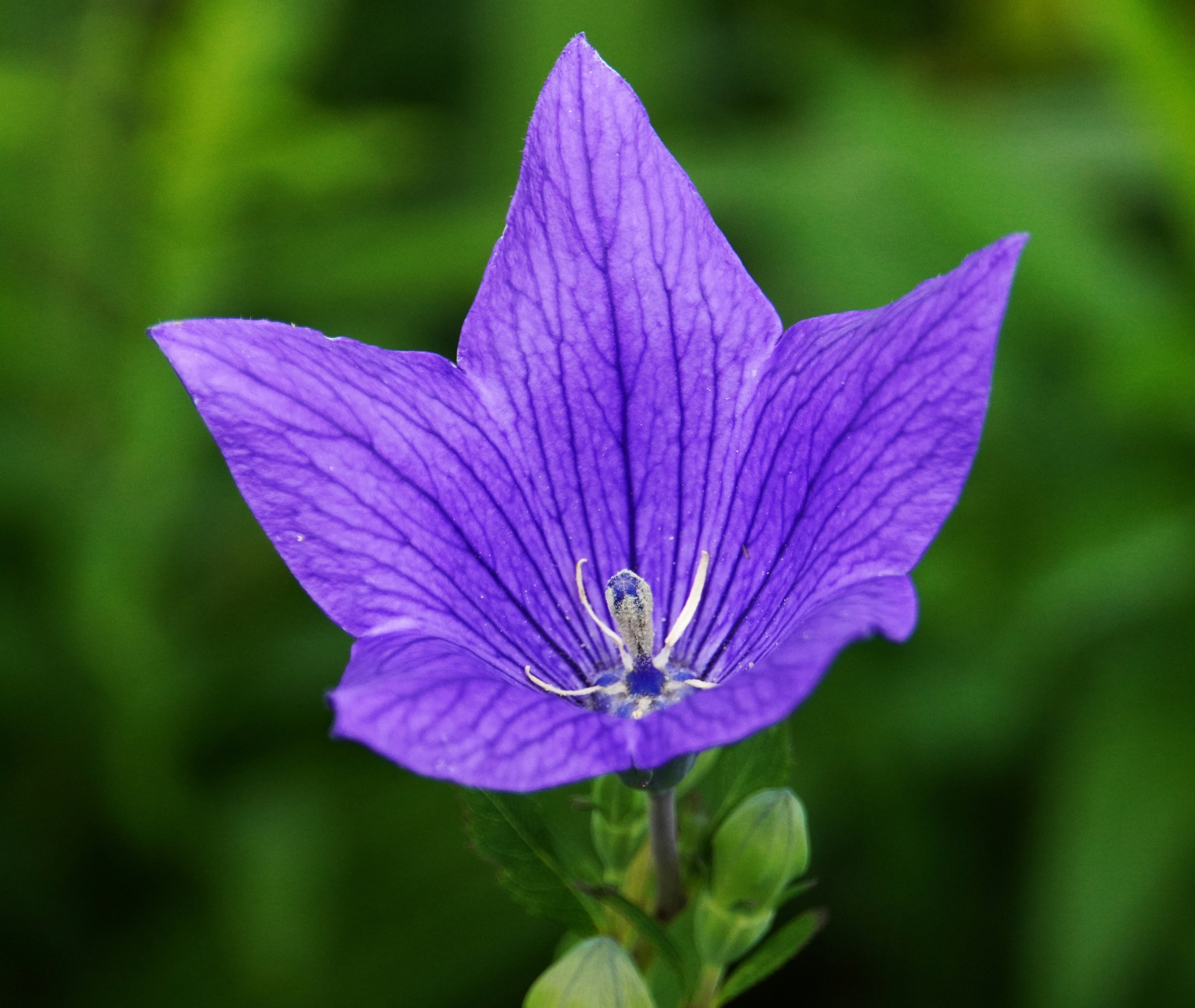 Flor púrpura vibrante contra un fondo verde