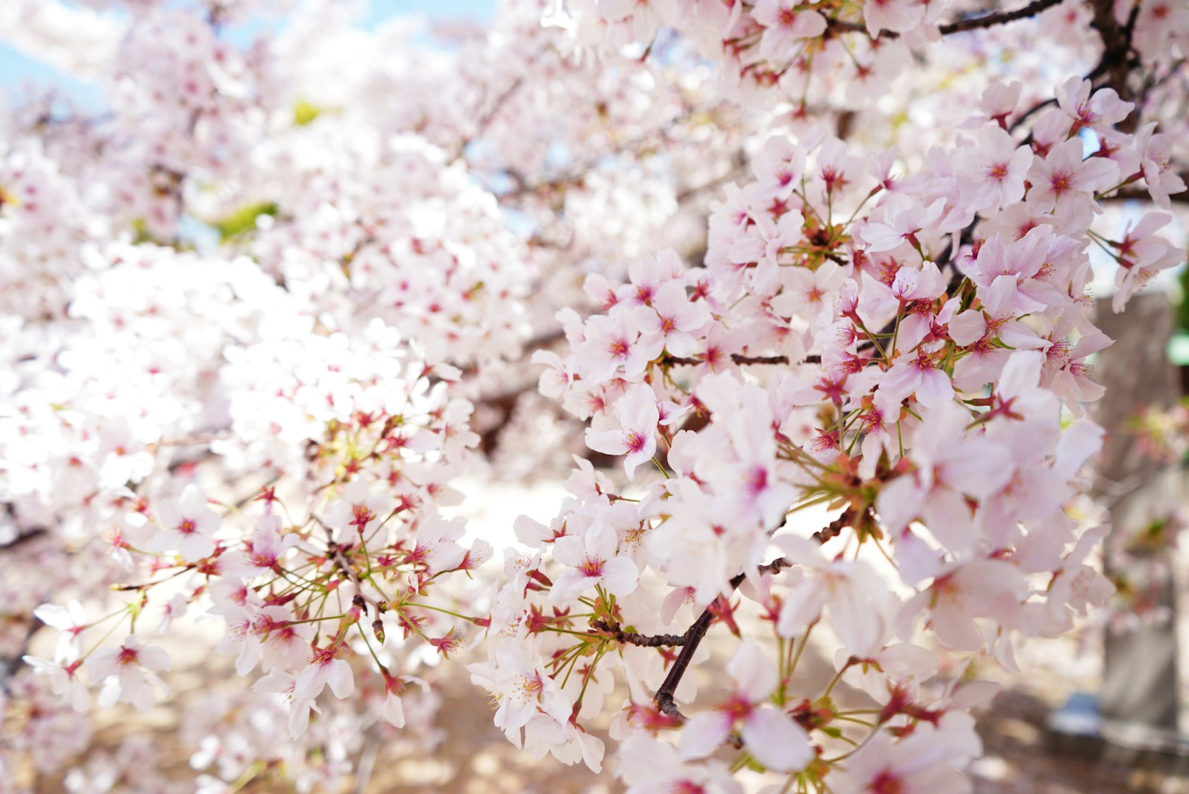 Hermosa escena de flores de cerezo en flor