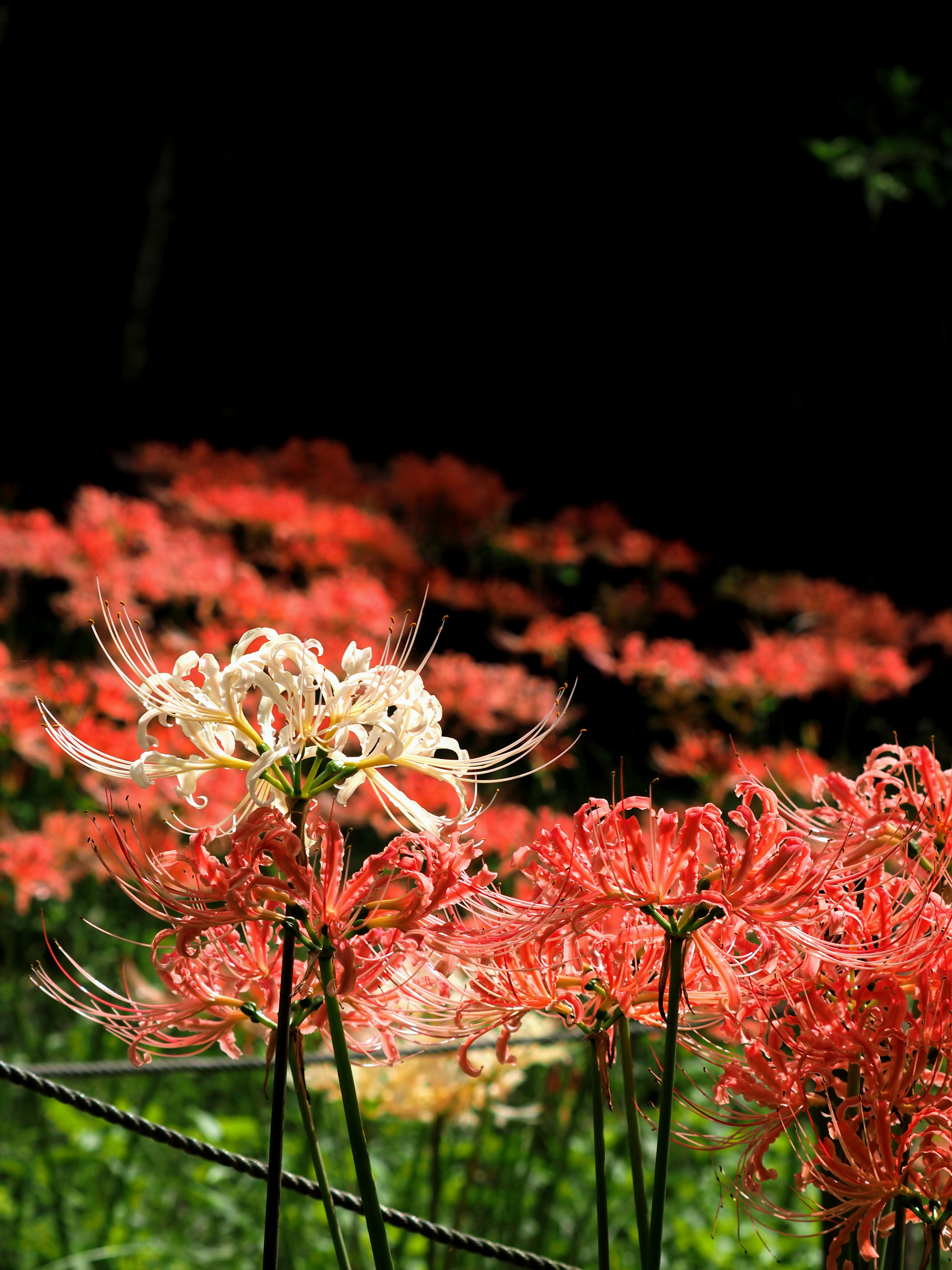 Paisaje con lirios araña rojos y blancos