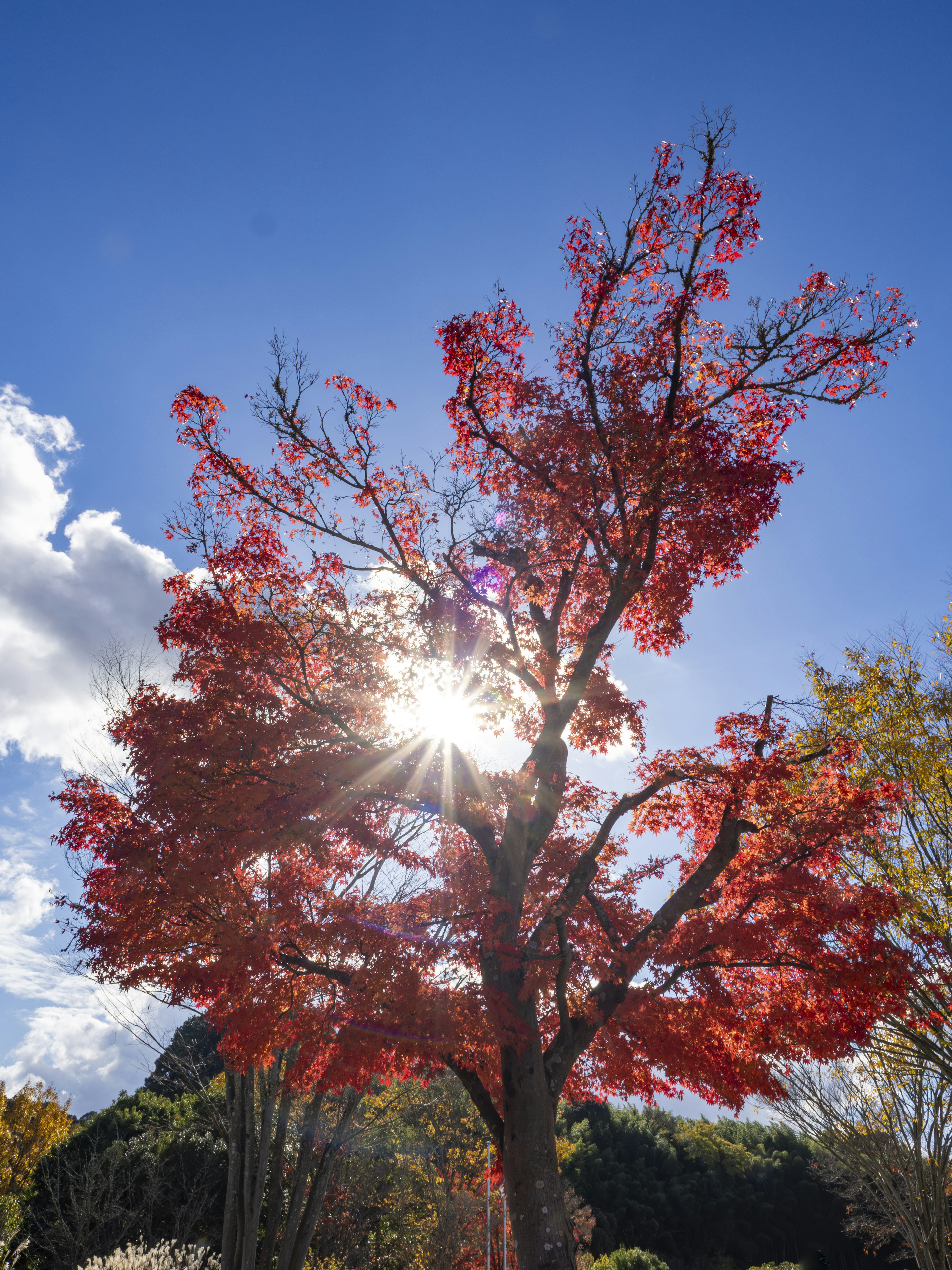 A vibrant red tree with sunlight shining through its branches