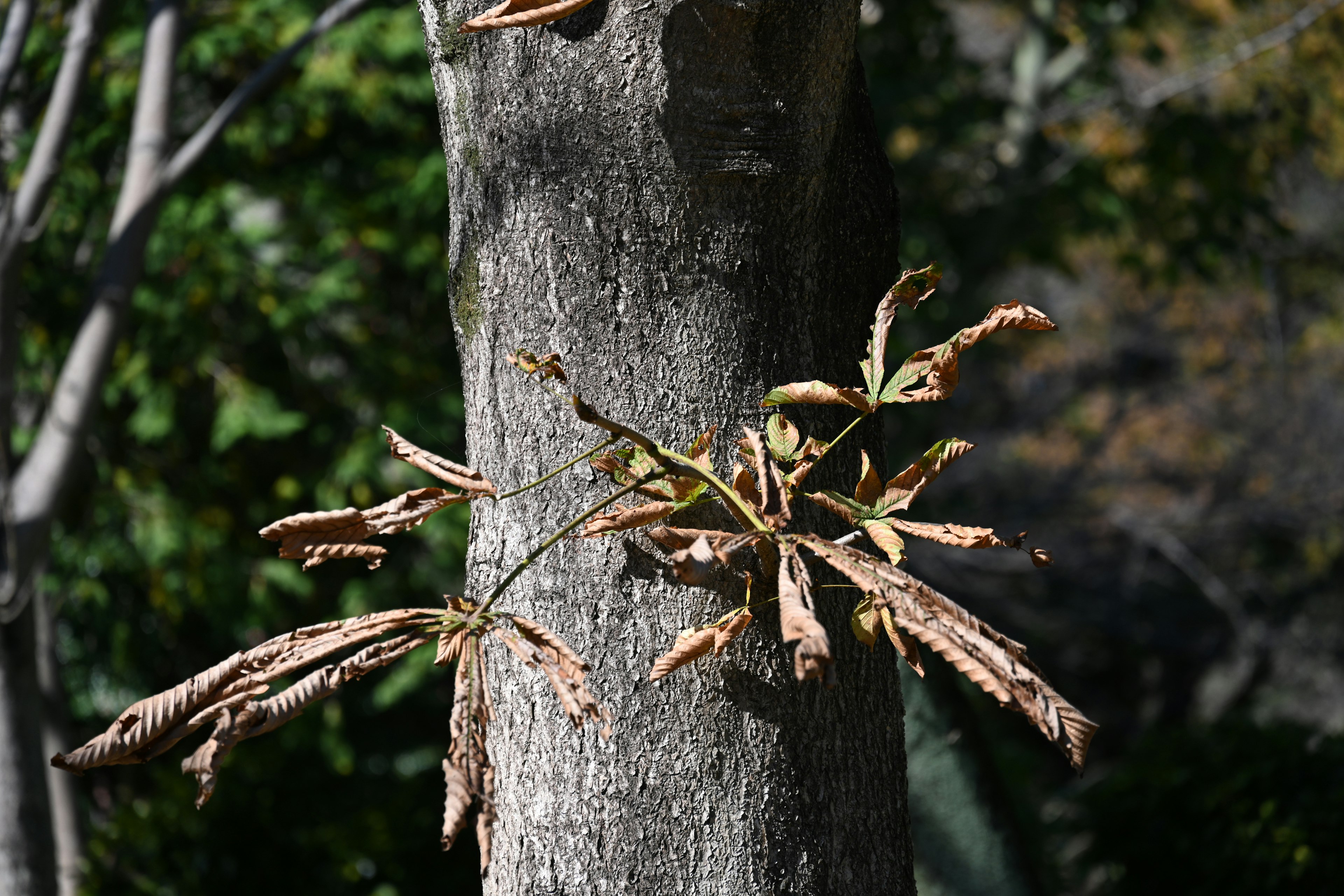 Brown leaves attached to a tree trunk