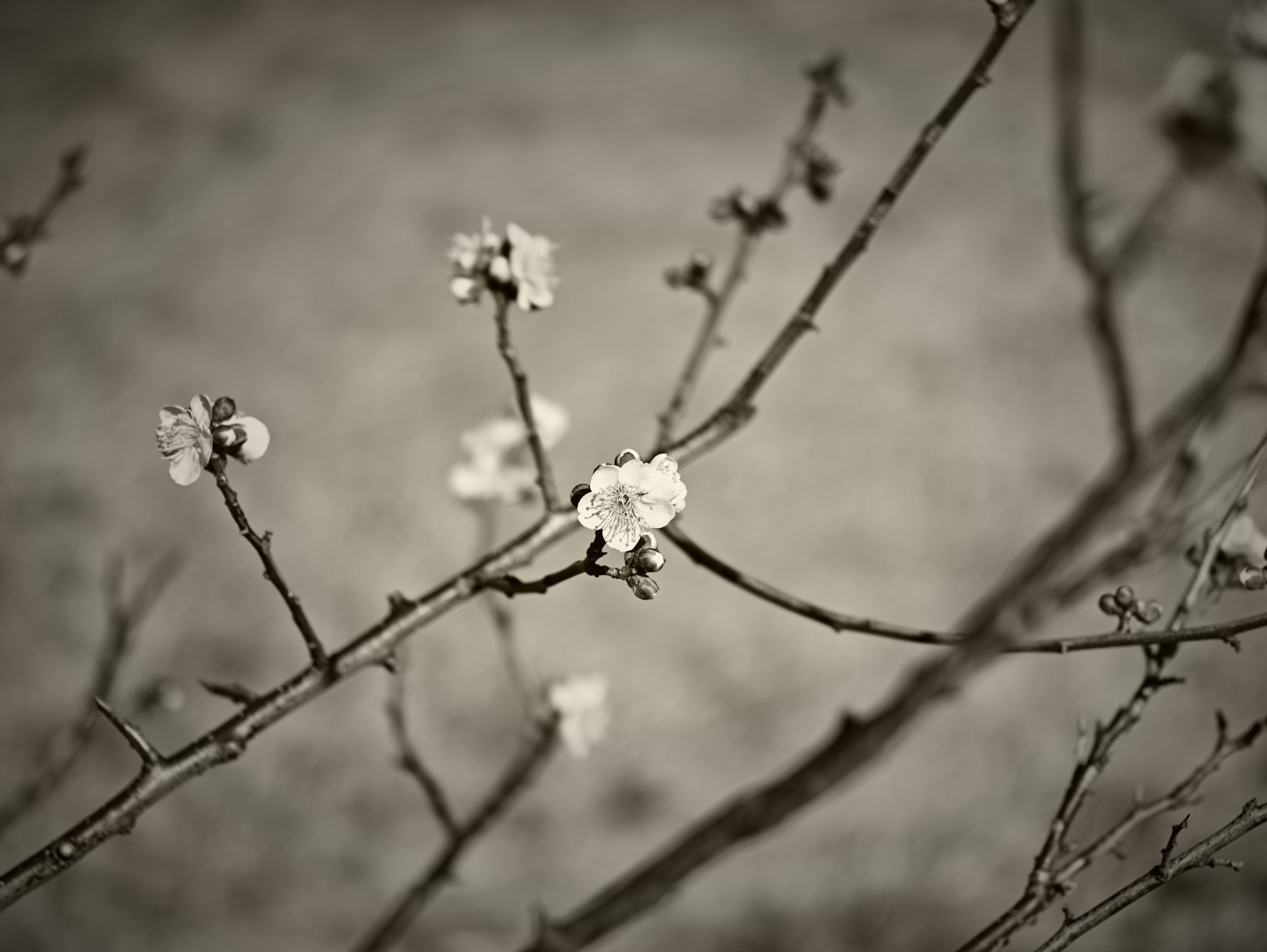 Schwarzweißfoto eines Zweigs mit weißen Blüten