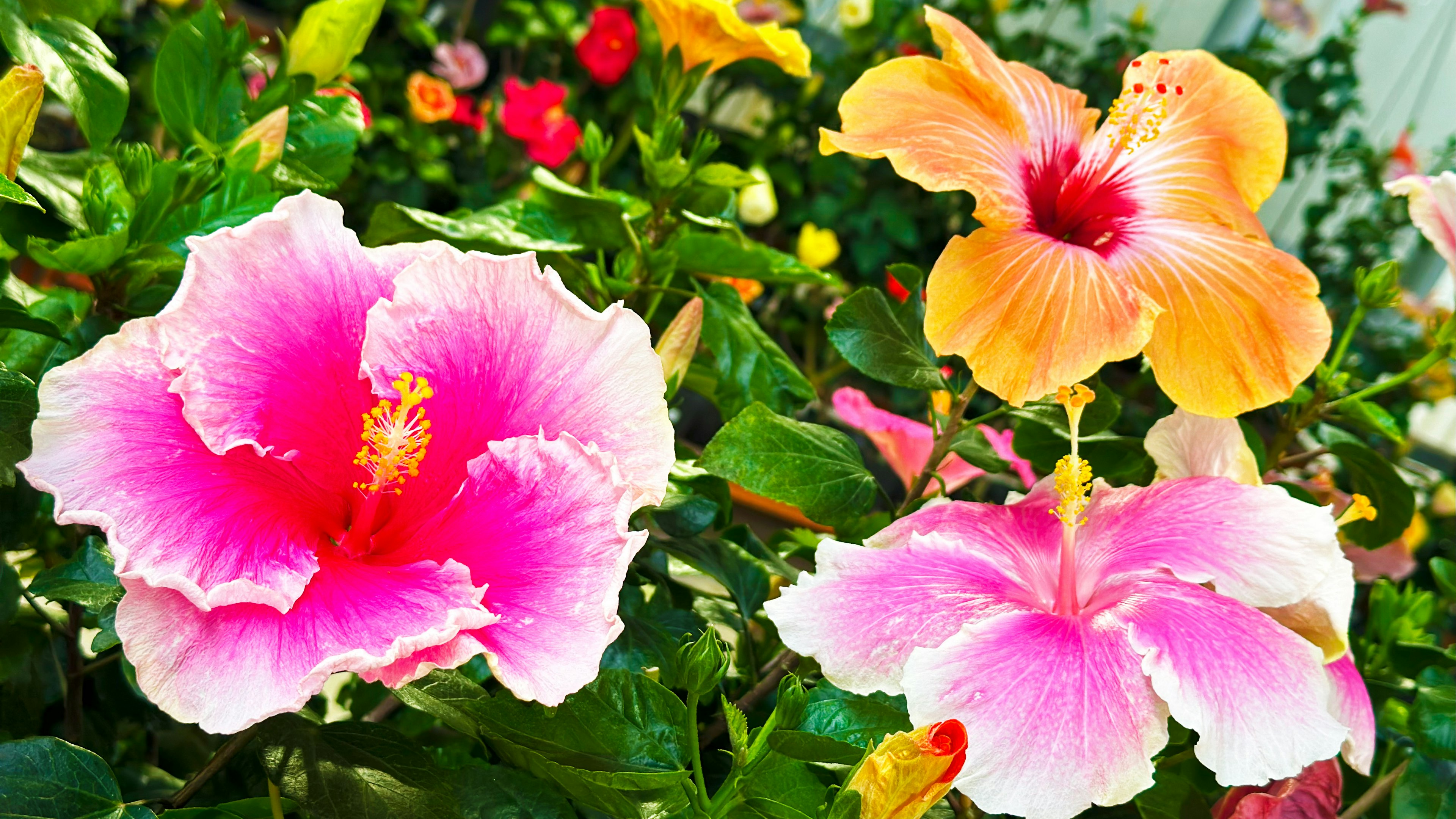 色鮮やかなハイビスカスの花が咲いている庭の写真