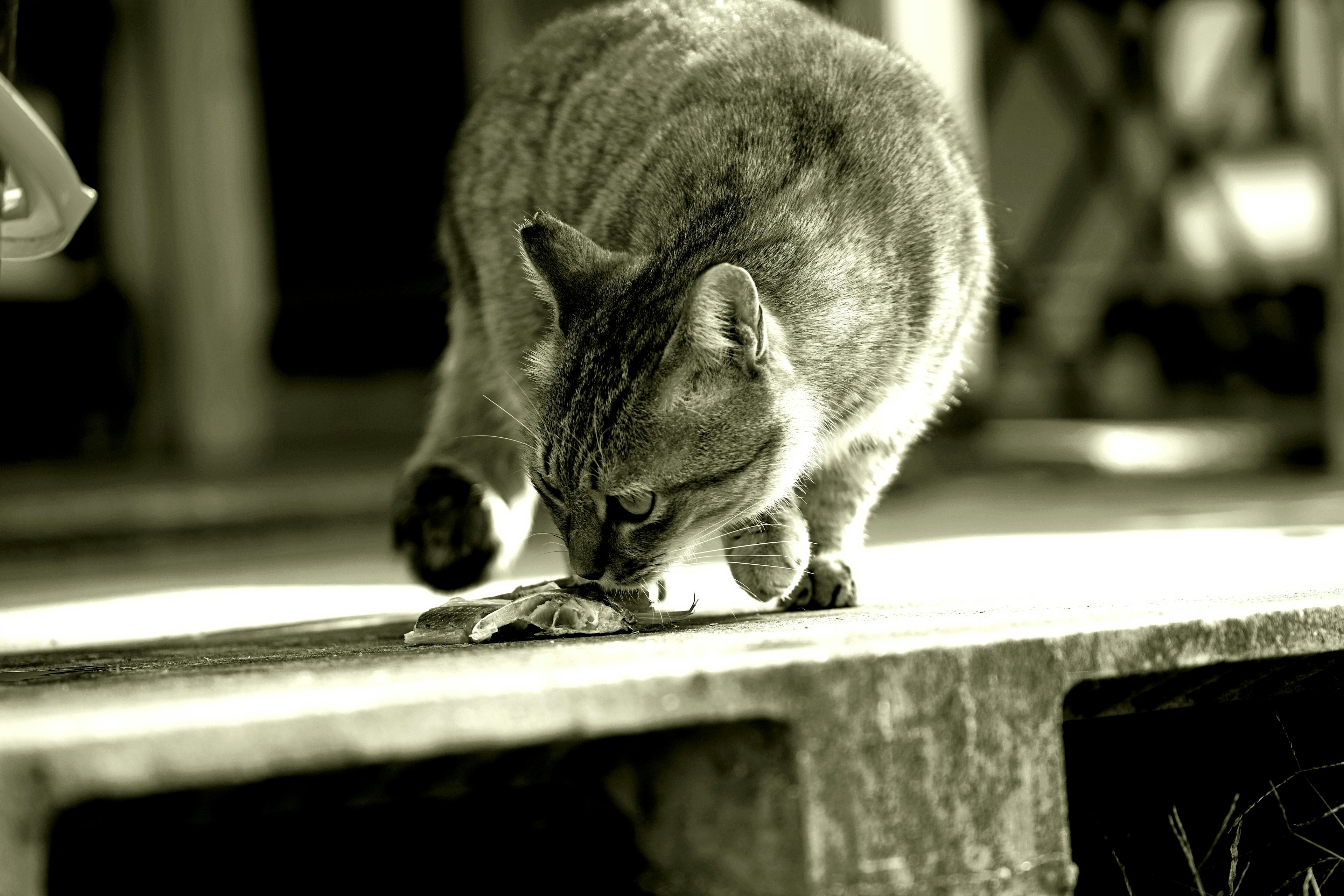 Kucing abu-abu mencium sesuatu di tanah