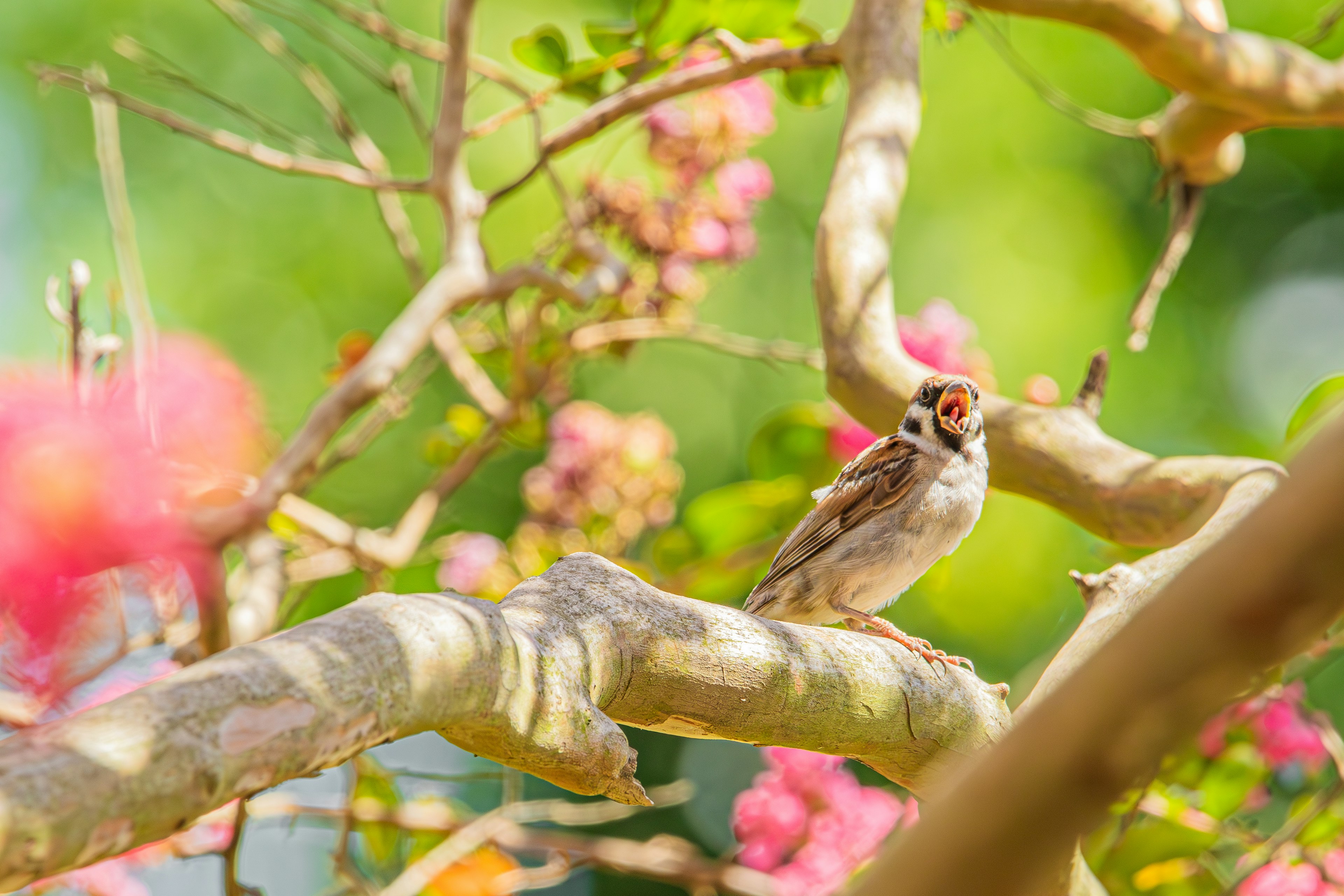 Seekor burung kecil bertengger di dahan pohon dengan bunga yang mekar