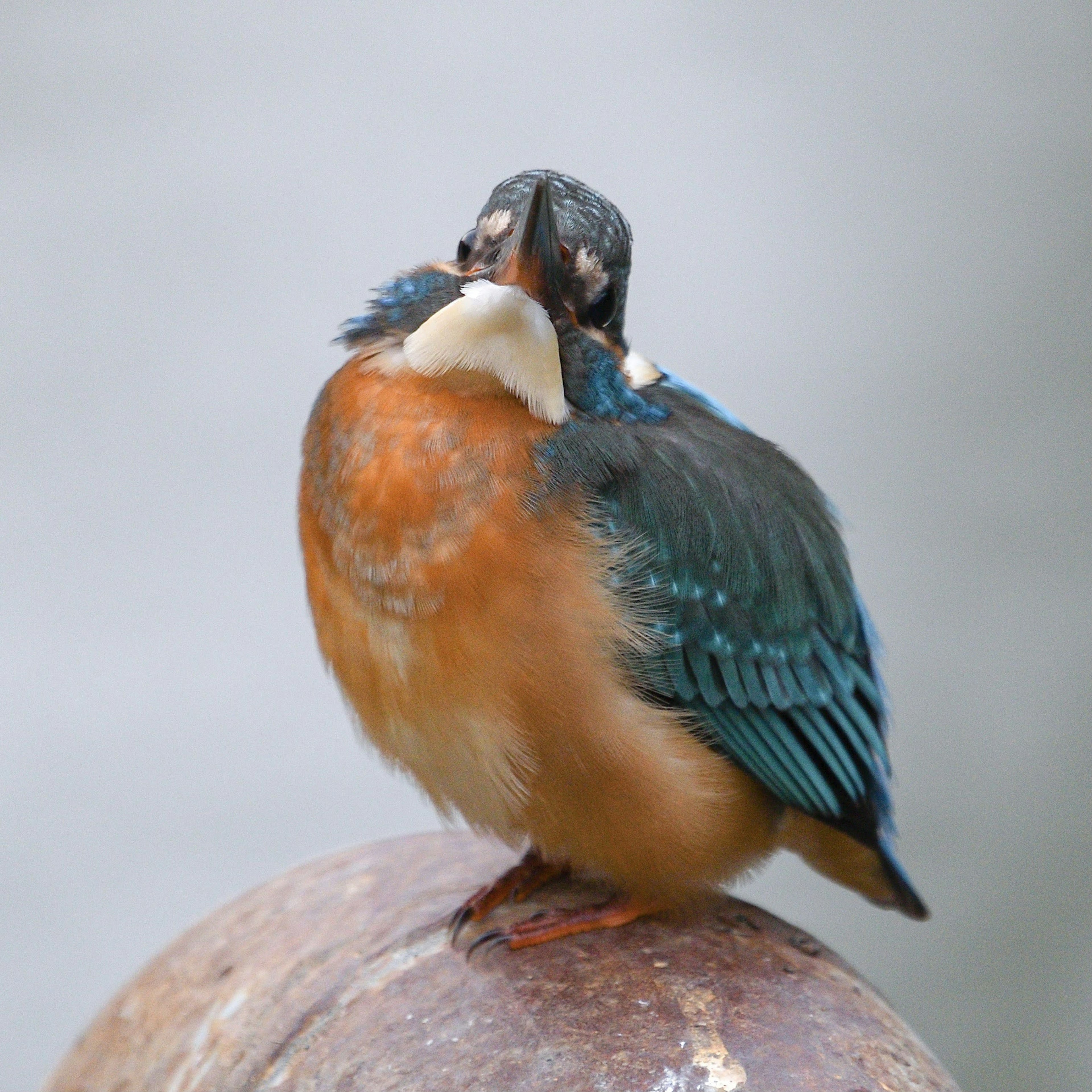 A kingfisher with vibrant blue and orange plumage perched on a wooden log