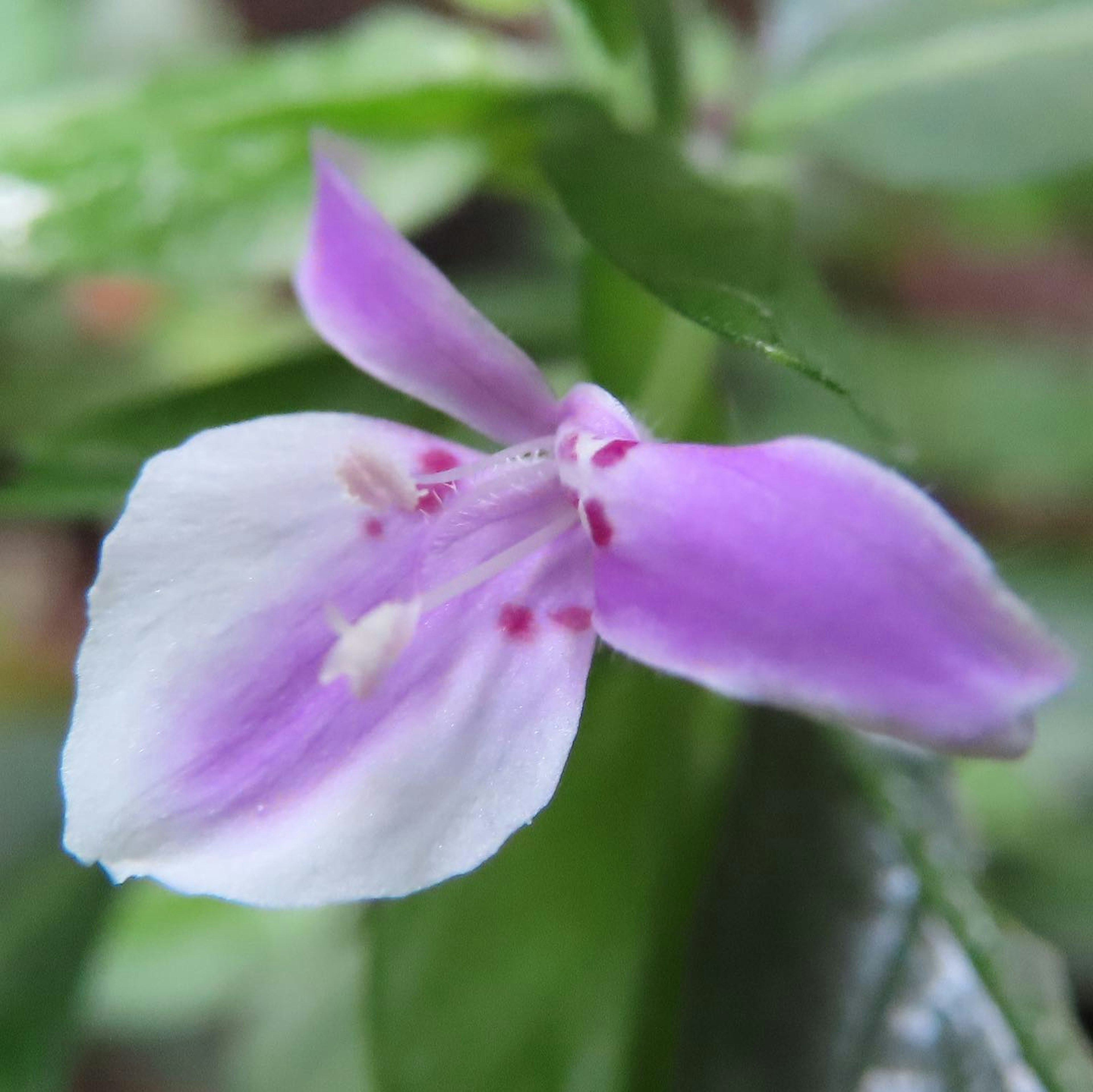 Primo piano di un fiore con petali viola e bianchi