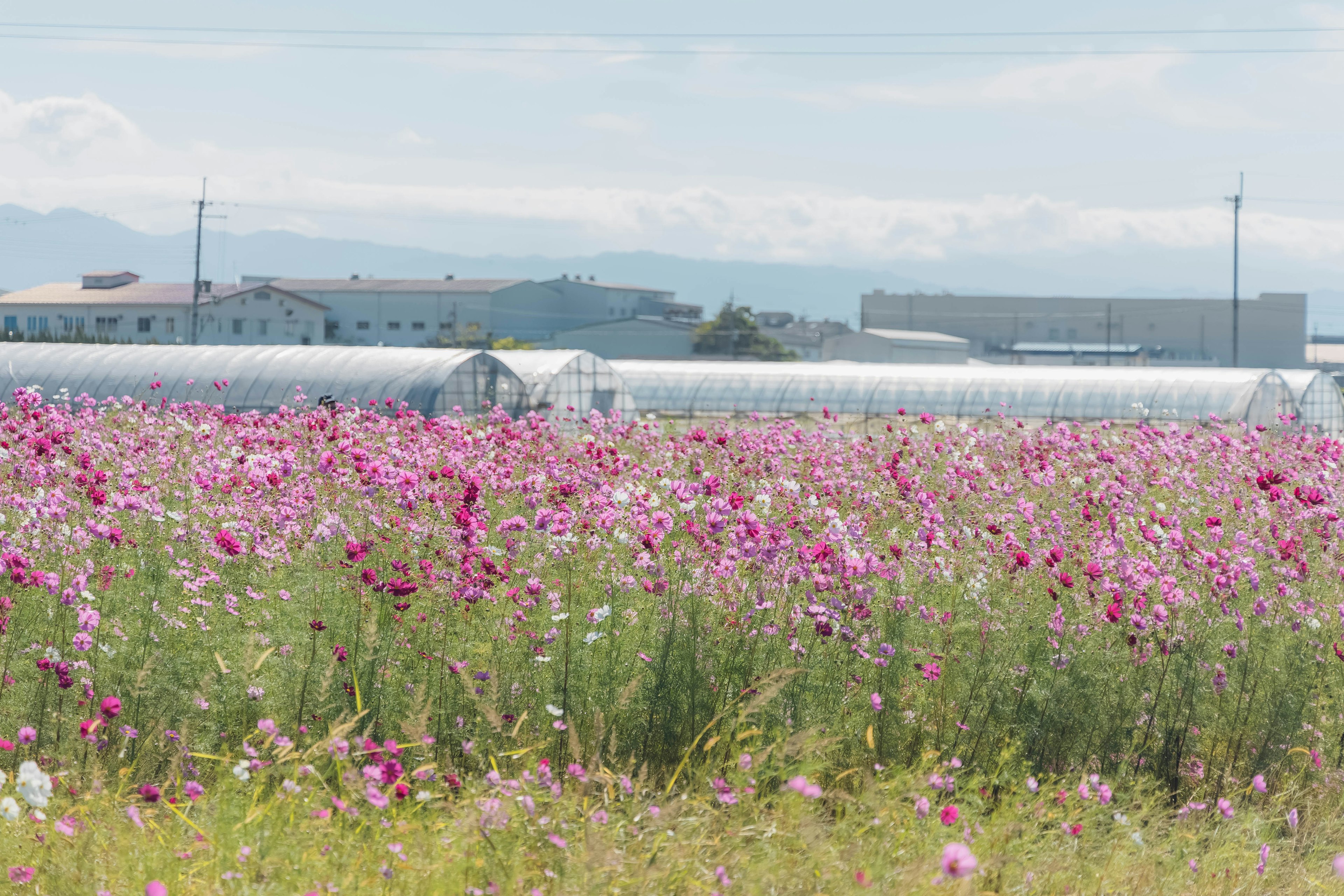 Champs de cosmos colorés avec des serres en arrière-plan