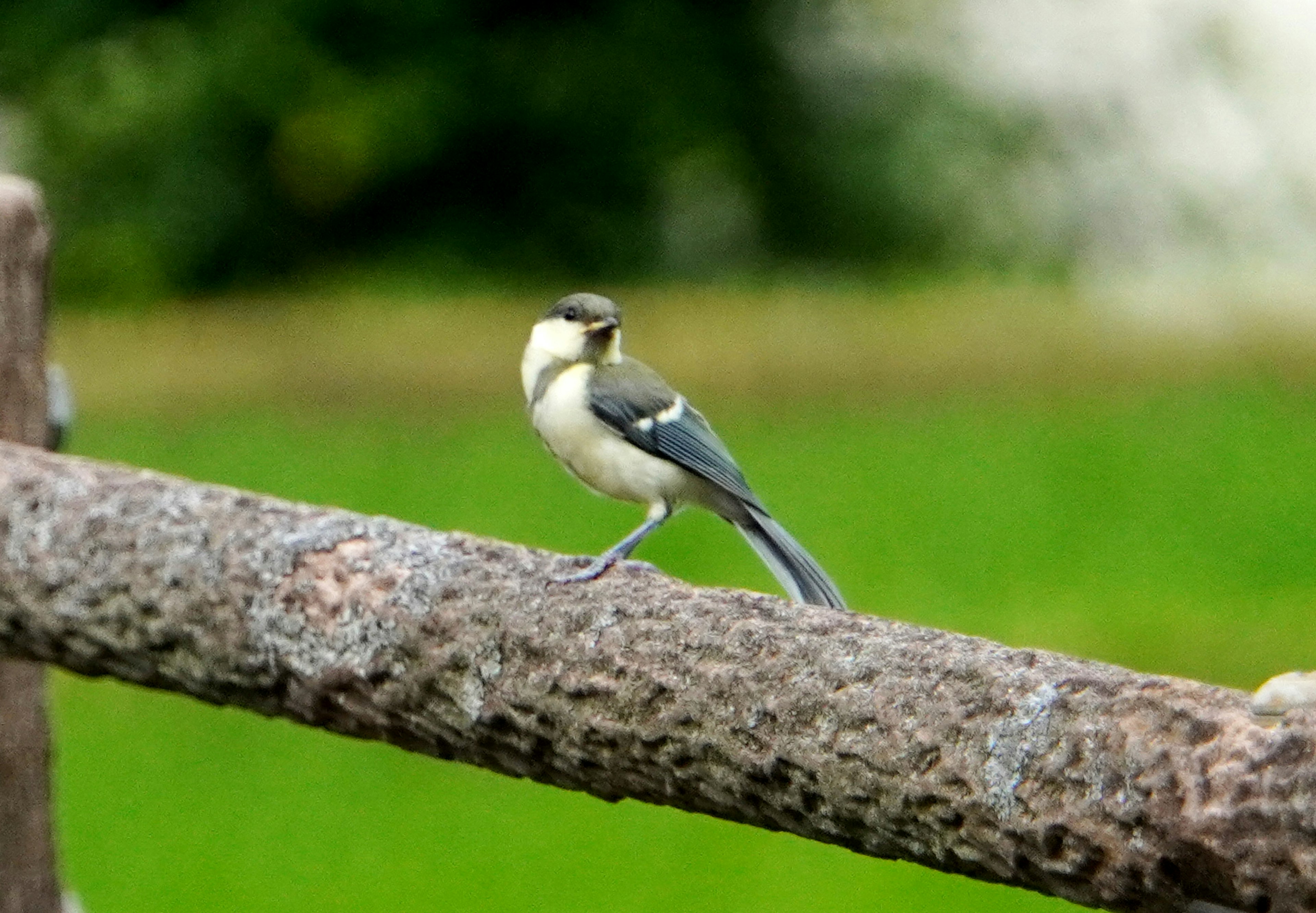 Petit oiseau perché sur une branche en bois avec un fond vert