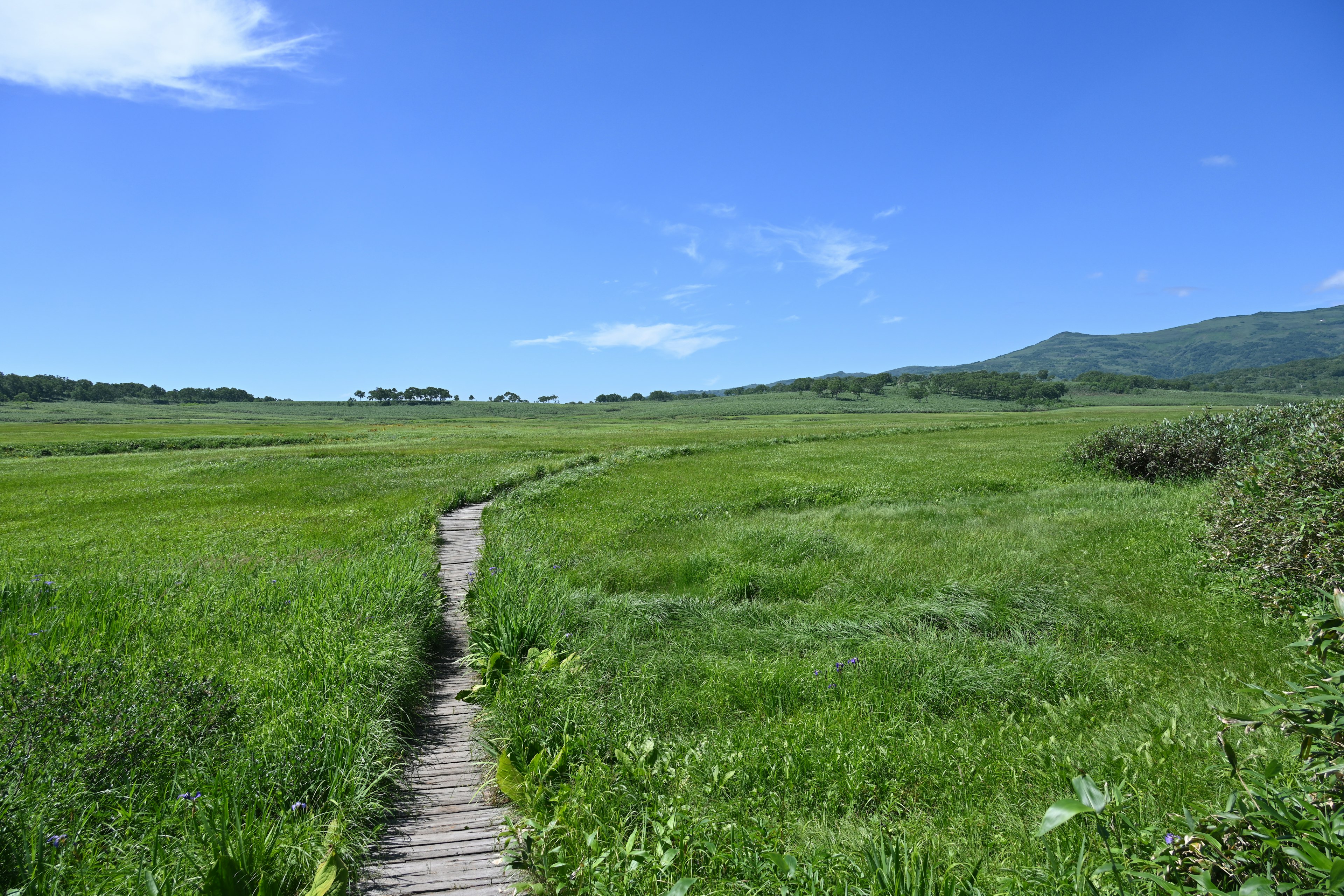 Wooden path through a lush green meadow under a blue sky