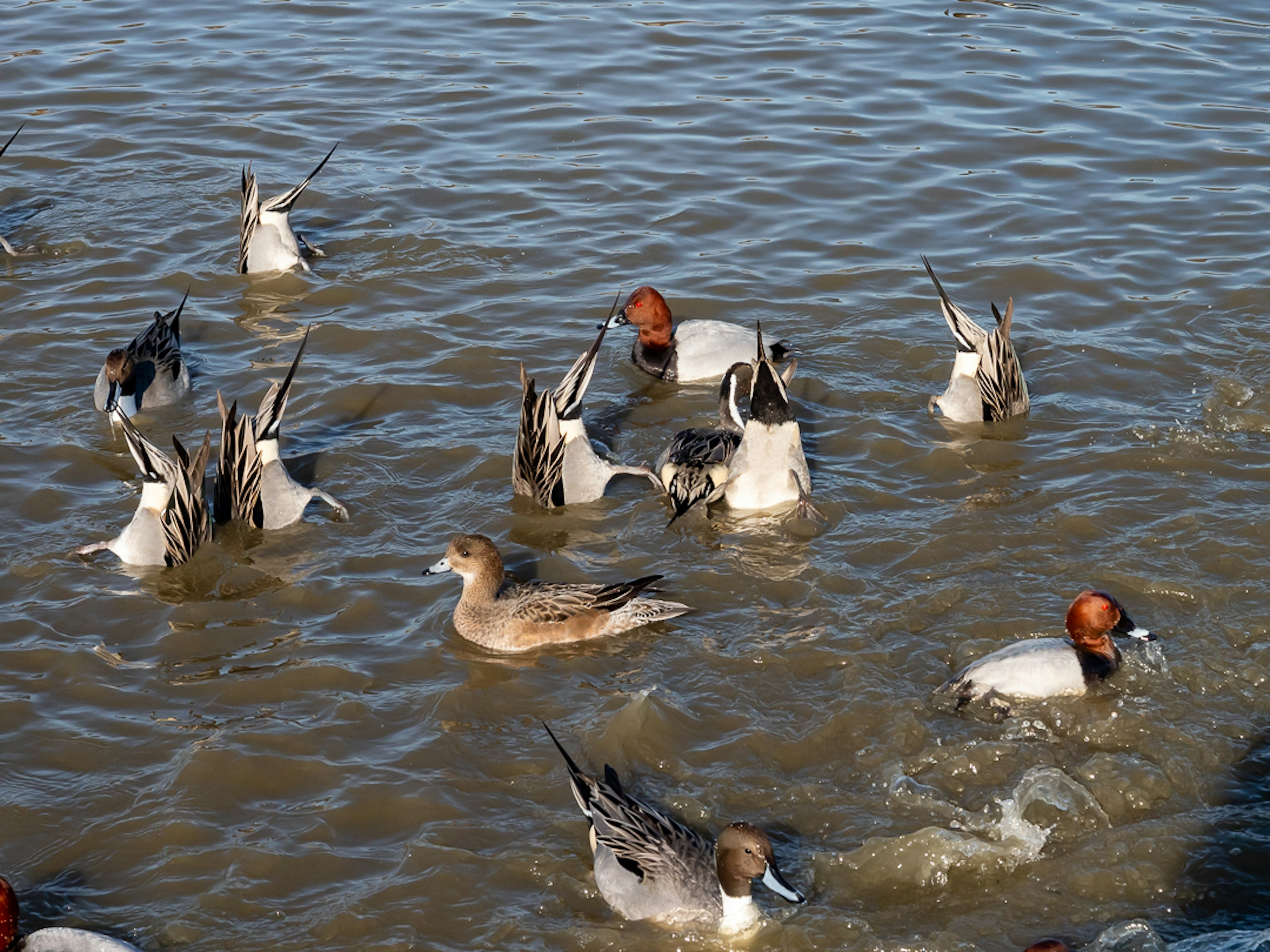 Canards nageant dans une eau trouble avec quelques-uns plongeant