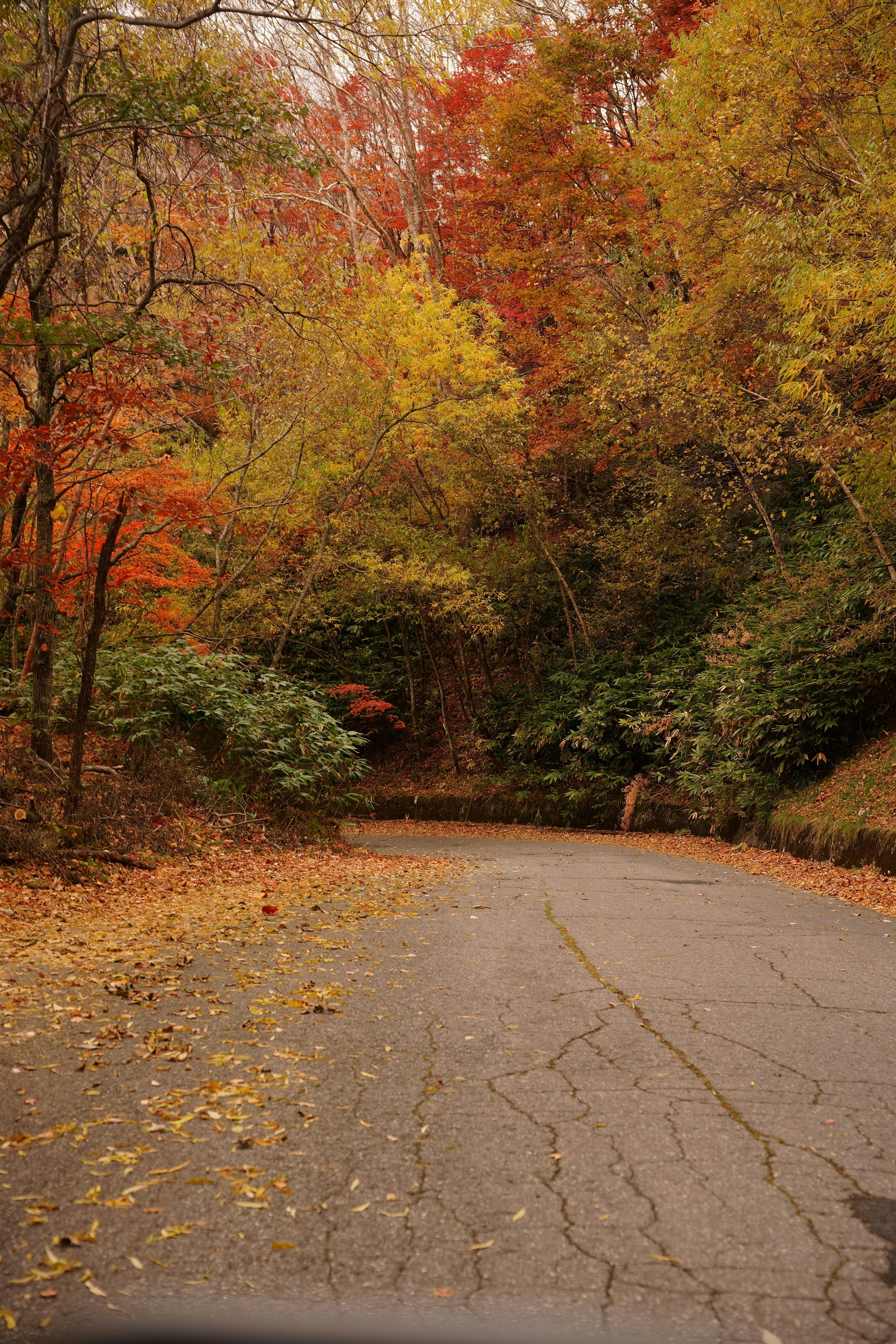 Kurvenreiche Straße umgeben von herbstlich gefärbten Bäumen