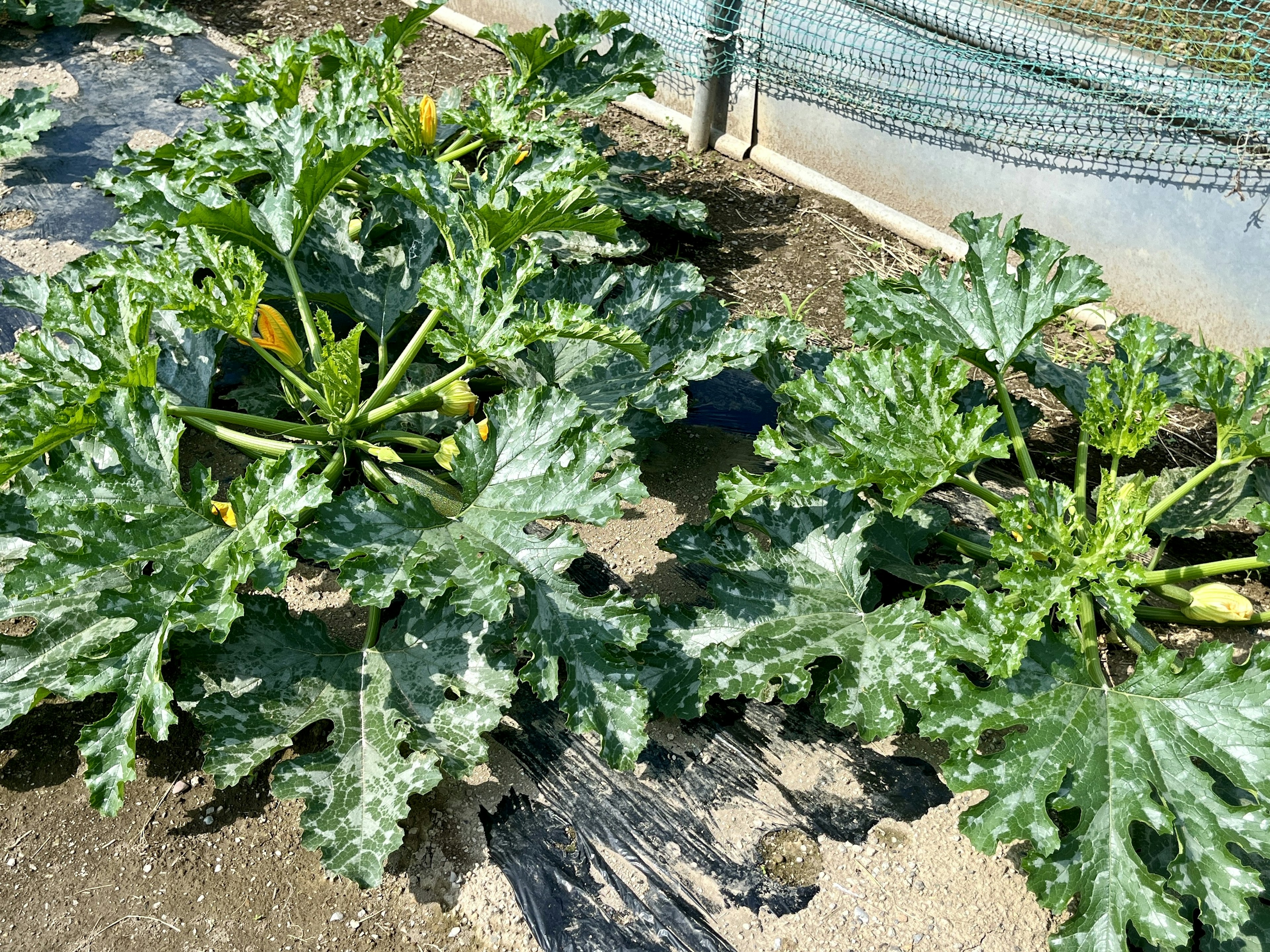 Plantes de courgettes poussant dans un jardin avec de grandes feuilles vertes et des fruits jaunes visibles