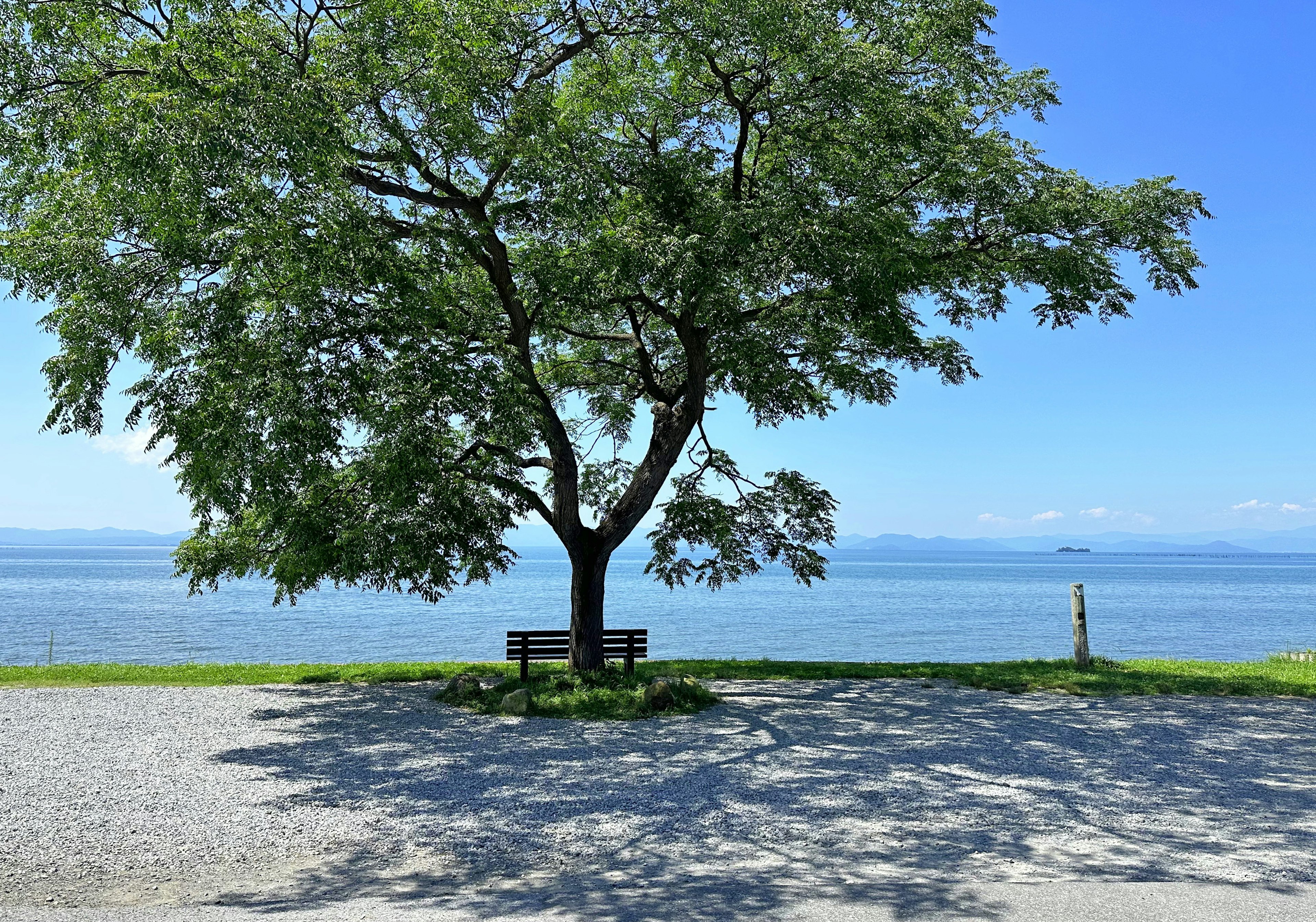 Ein großer Baum, der Schatten spendet, mit einer Bank in der Nähe eines ruhigen Meeres unter einem blauen Himmel