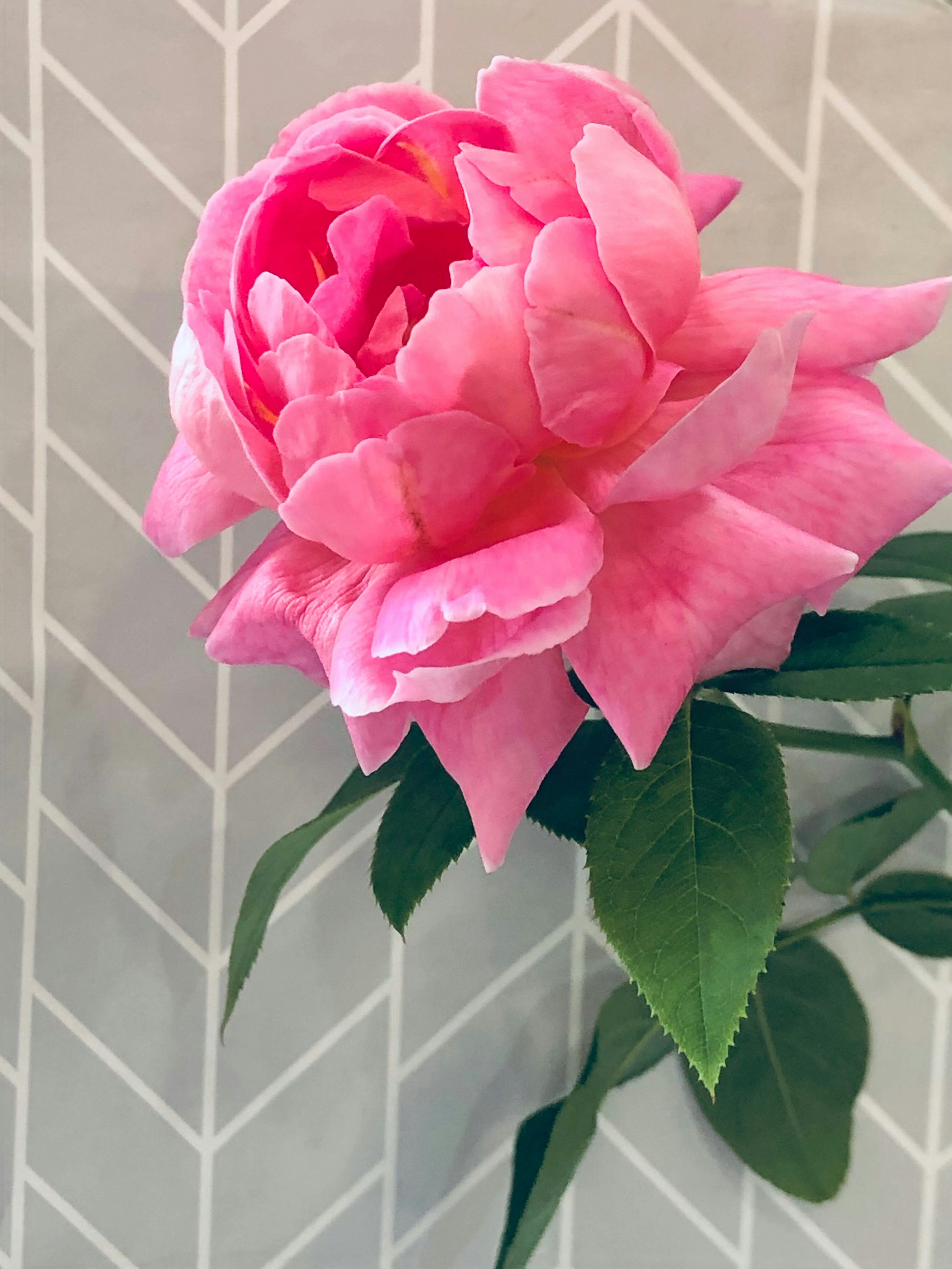 Una flor rosa con hojas verdes sobre un fondo blanco con patrón de espiga