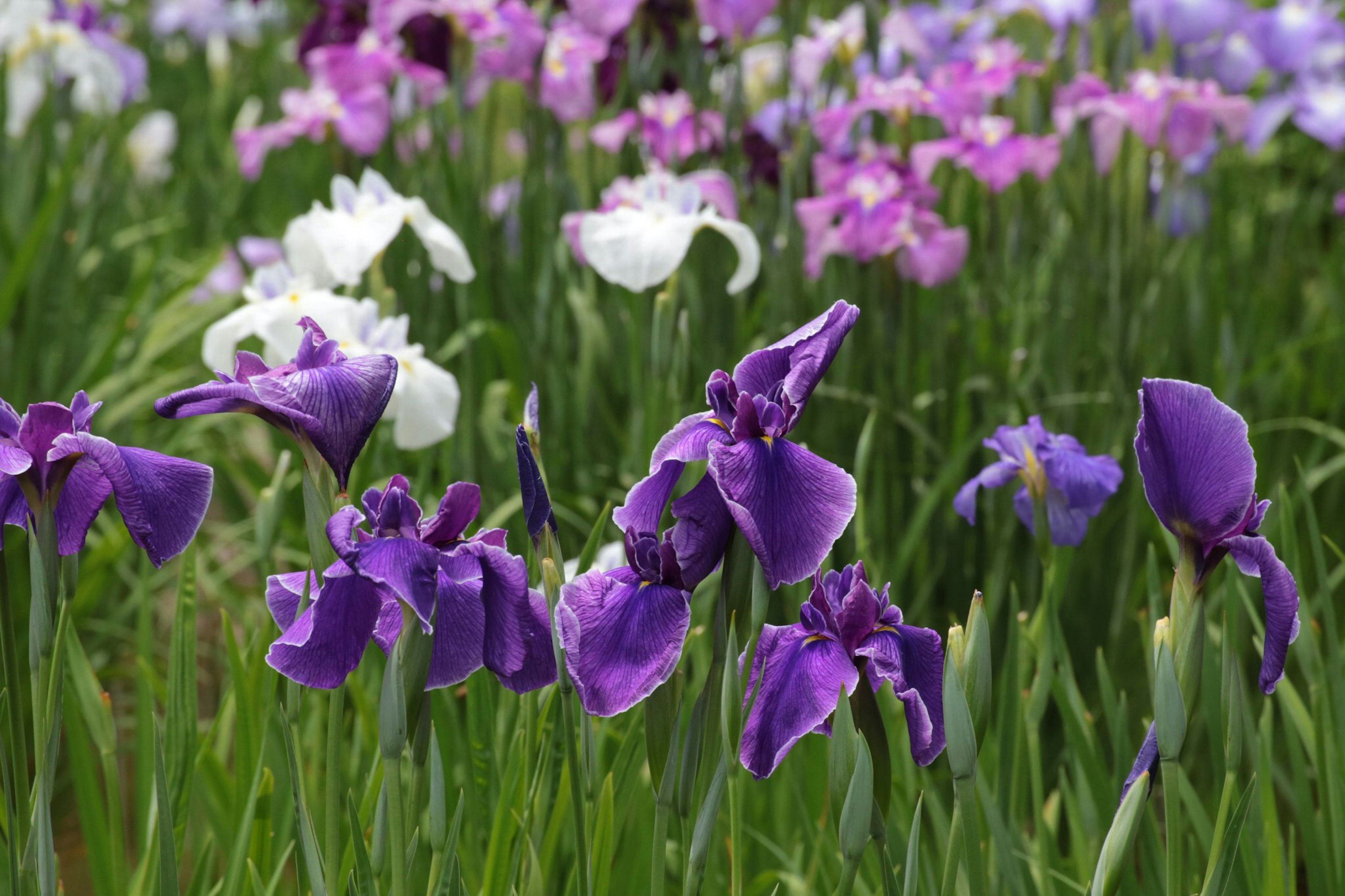 Iris berwarna-warni dalam nuansa ungu dan putih mekar di taman yang subur