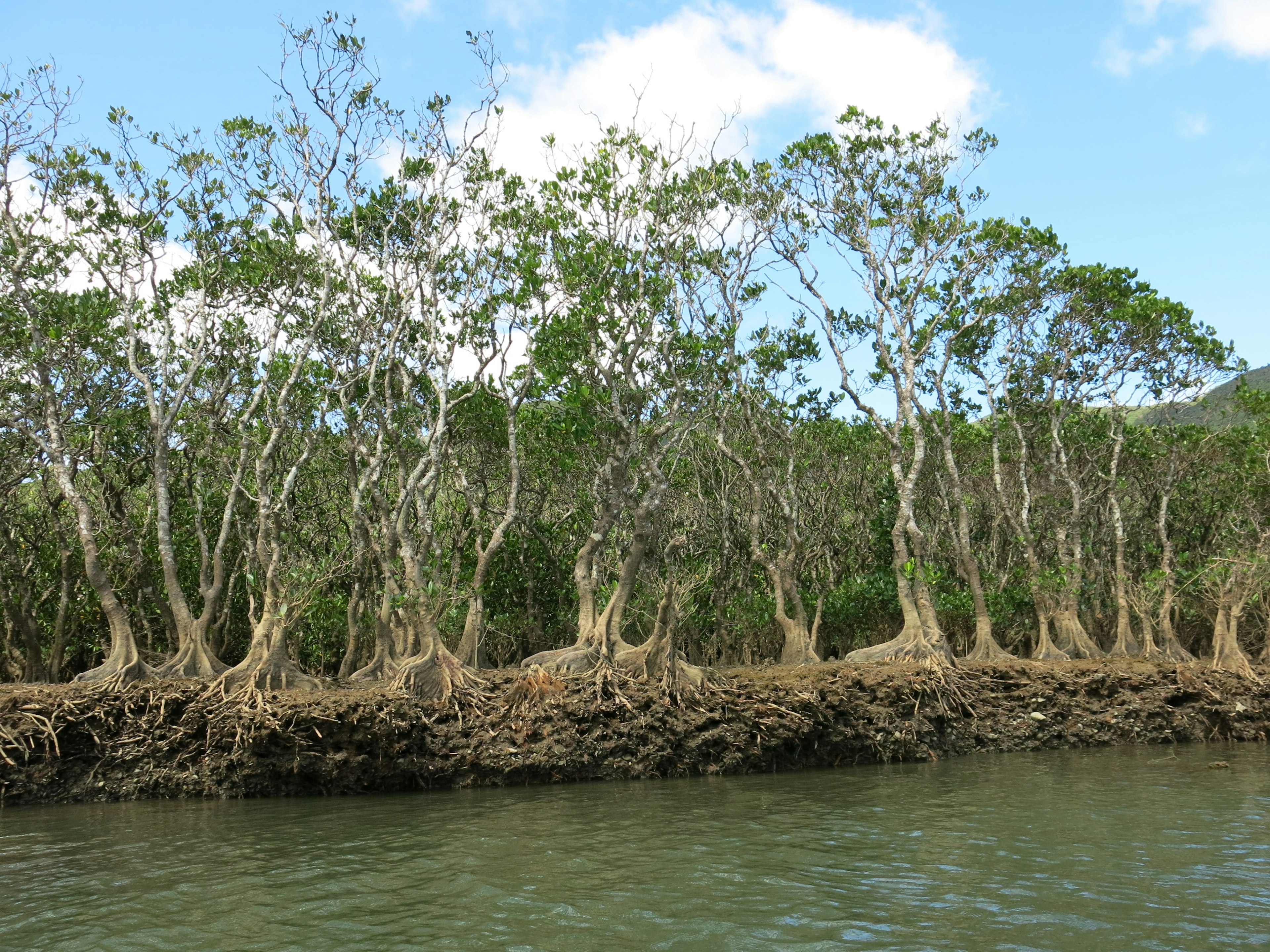 Grupo de árboles de manglar a lo largo de la orilla