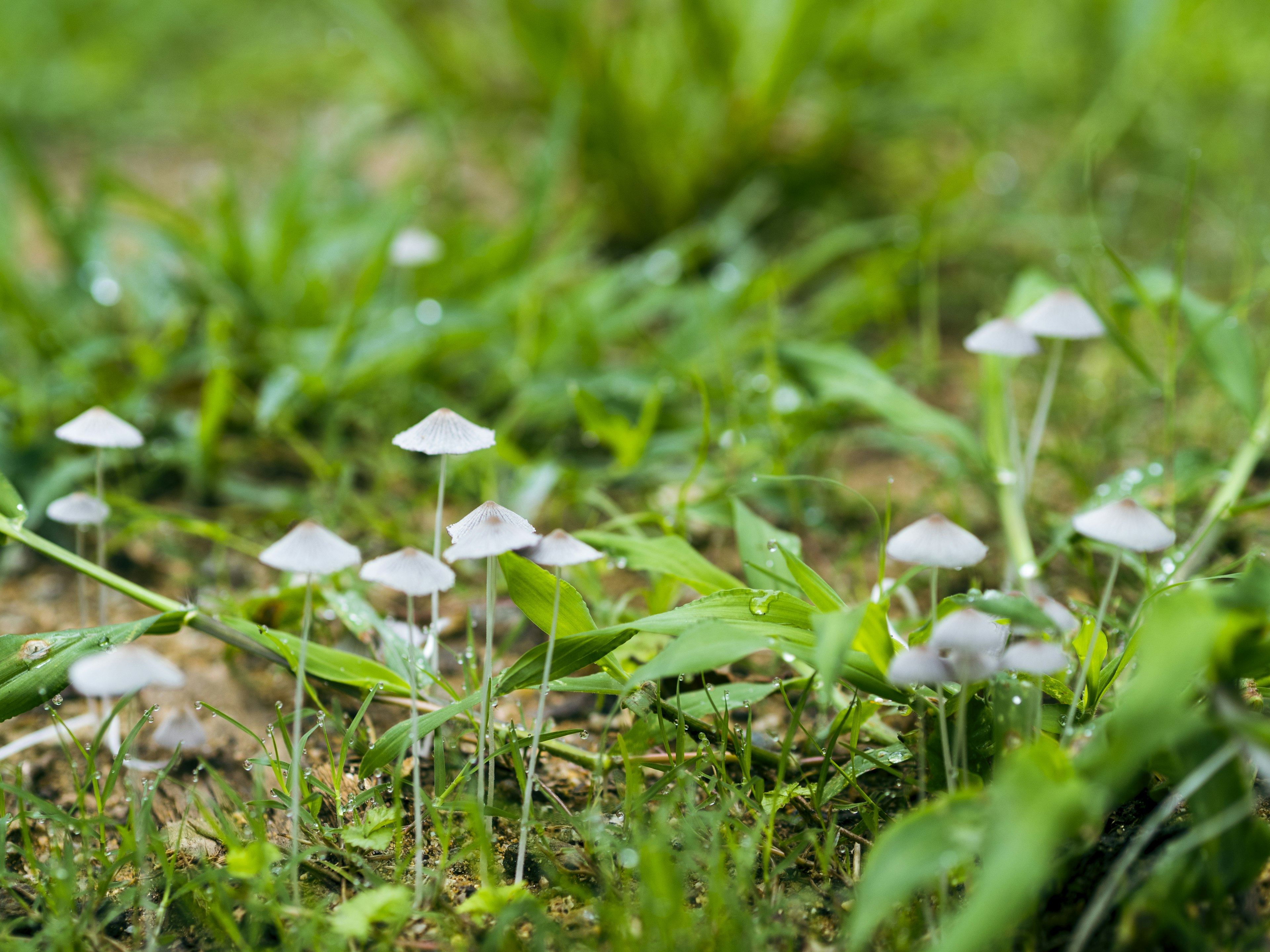 緑の草の中に群生する小さな白いキノコ