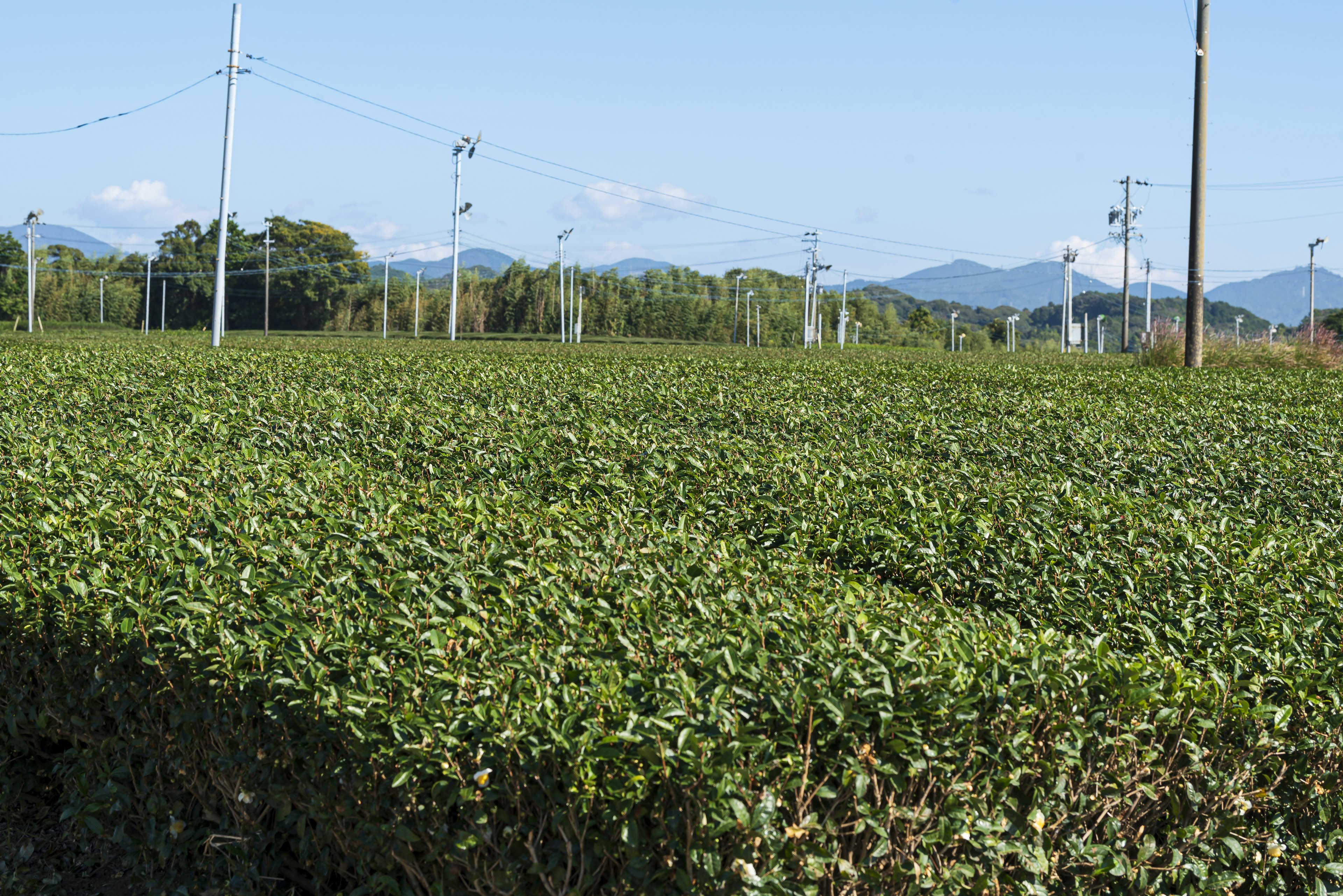 Campo di tè esteso con montagne in lontananza