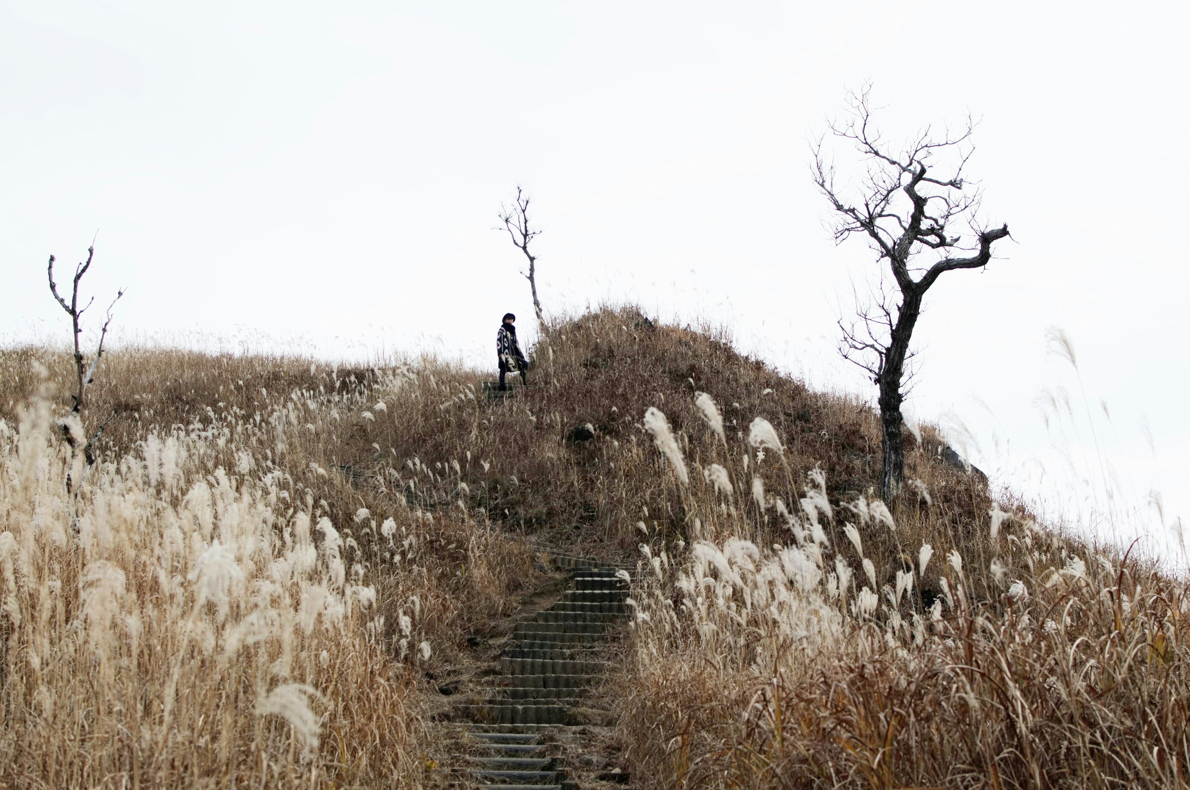 Una persona che scala una collina arida con alberi secchi e erba alta