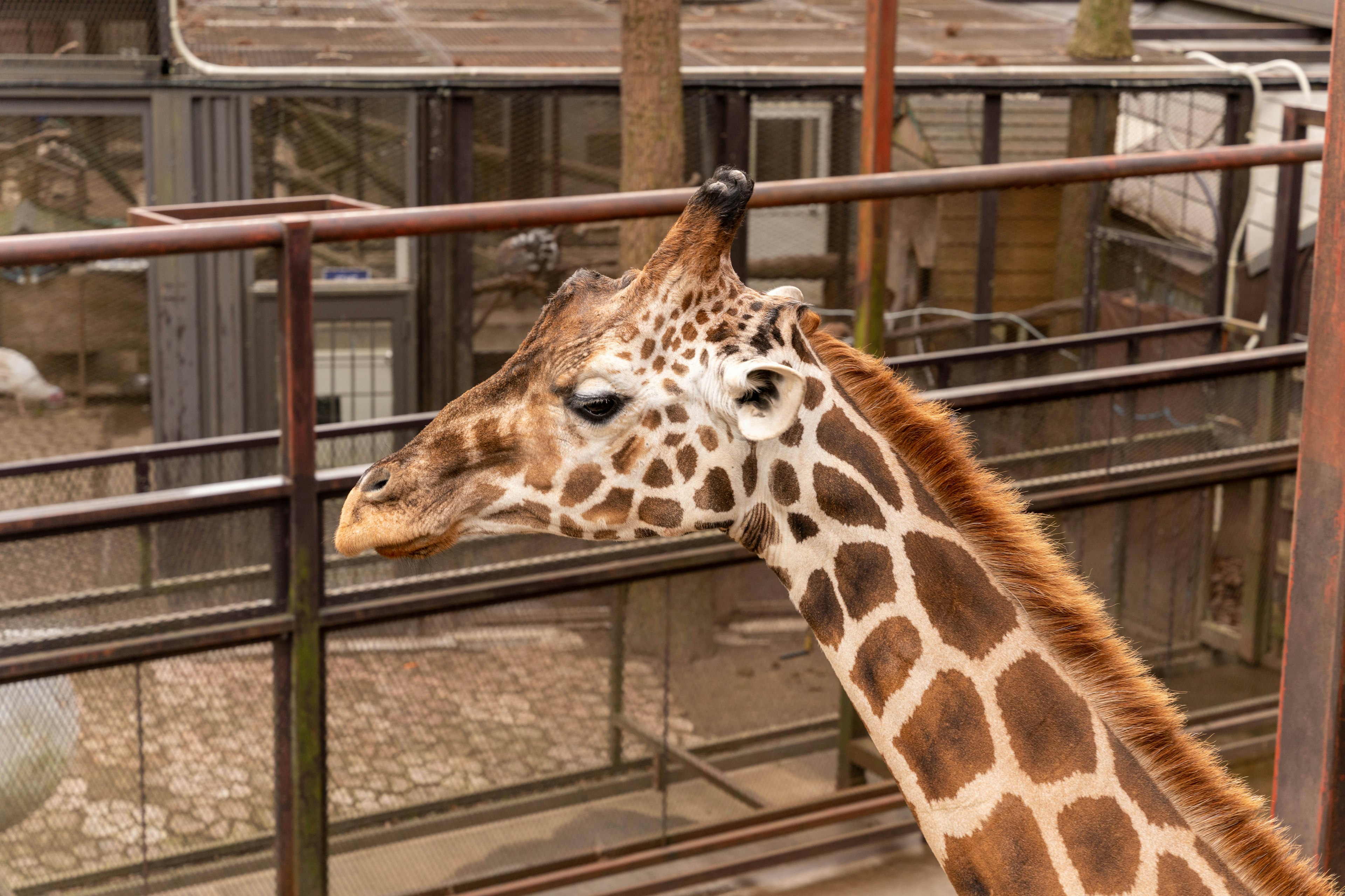 A giraffe with a long neck looking through a zoo enclosure