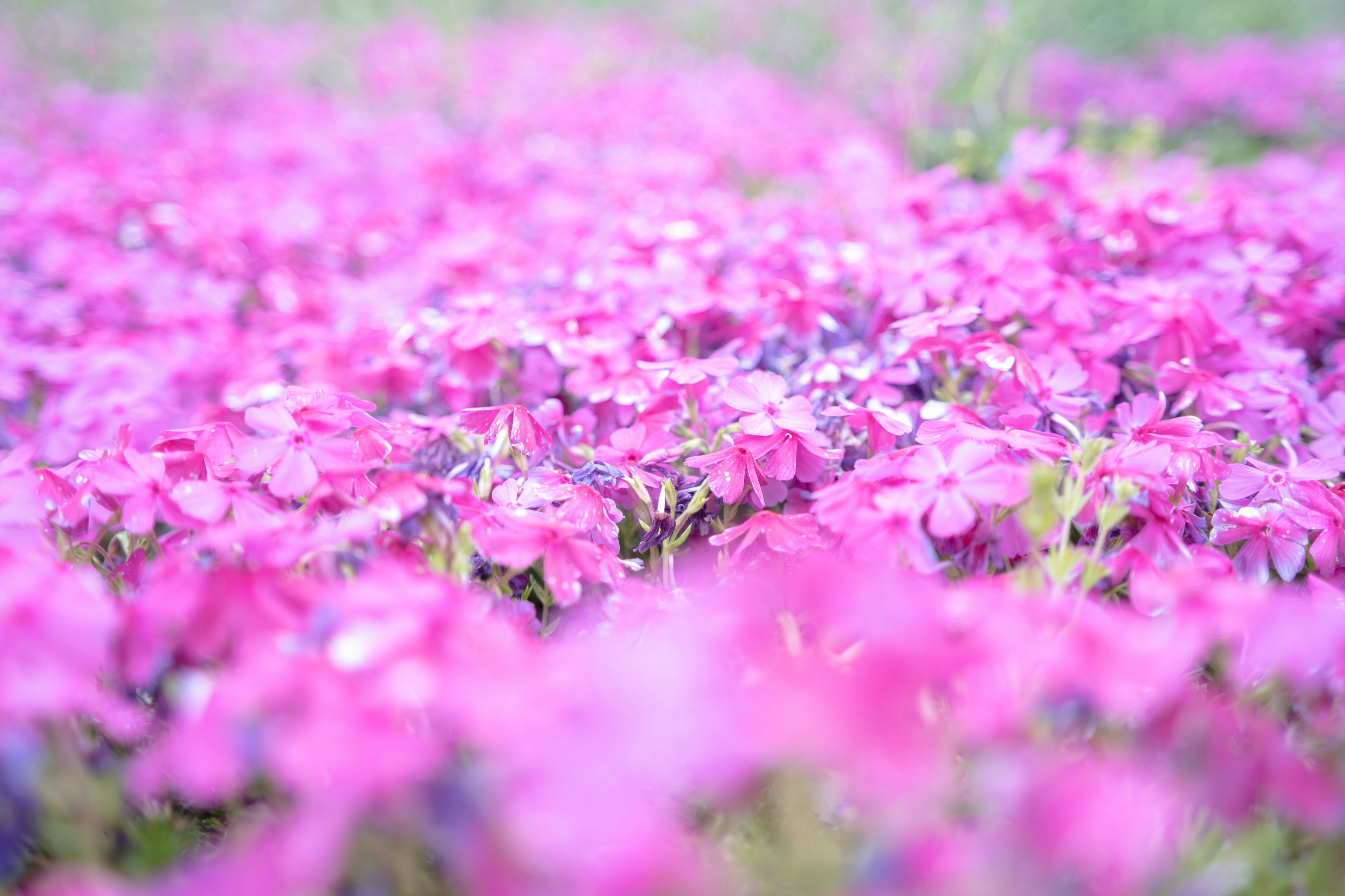 Lebendige rosa Blumen, die eine Landschaft bedecken