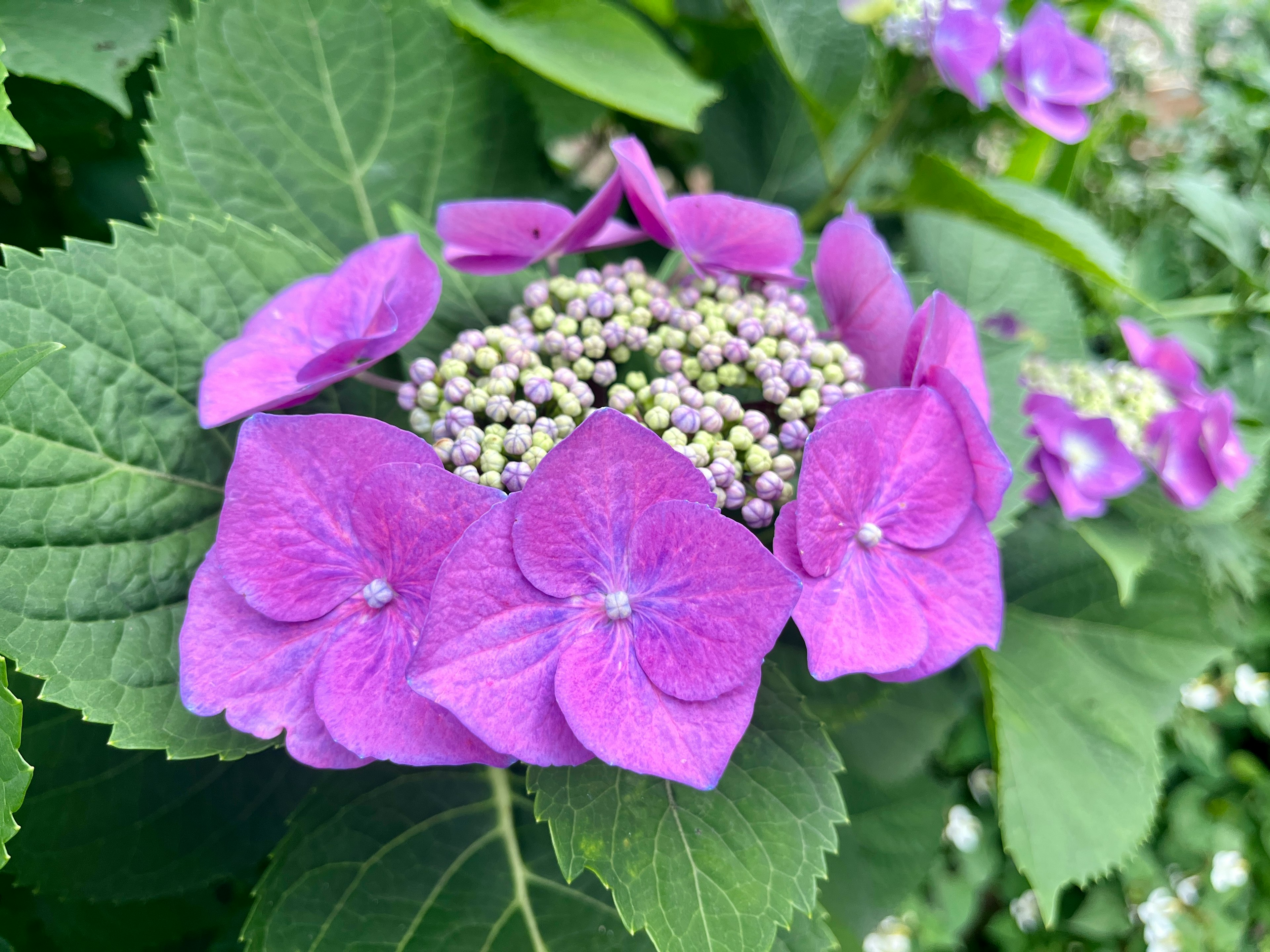 Nahaufnahme einer Hortensie mit lila Blumen und grünen Blättern