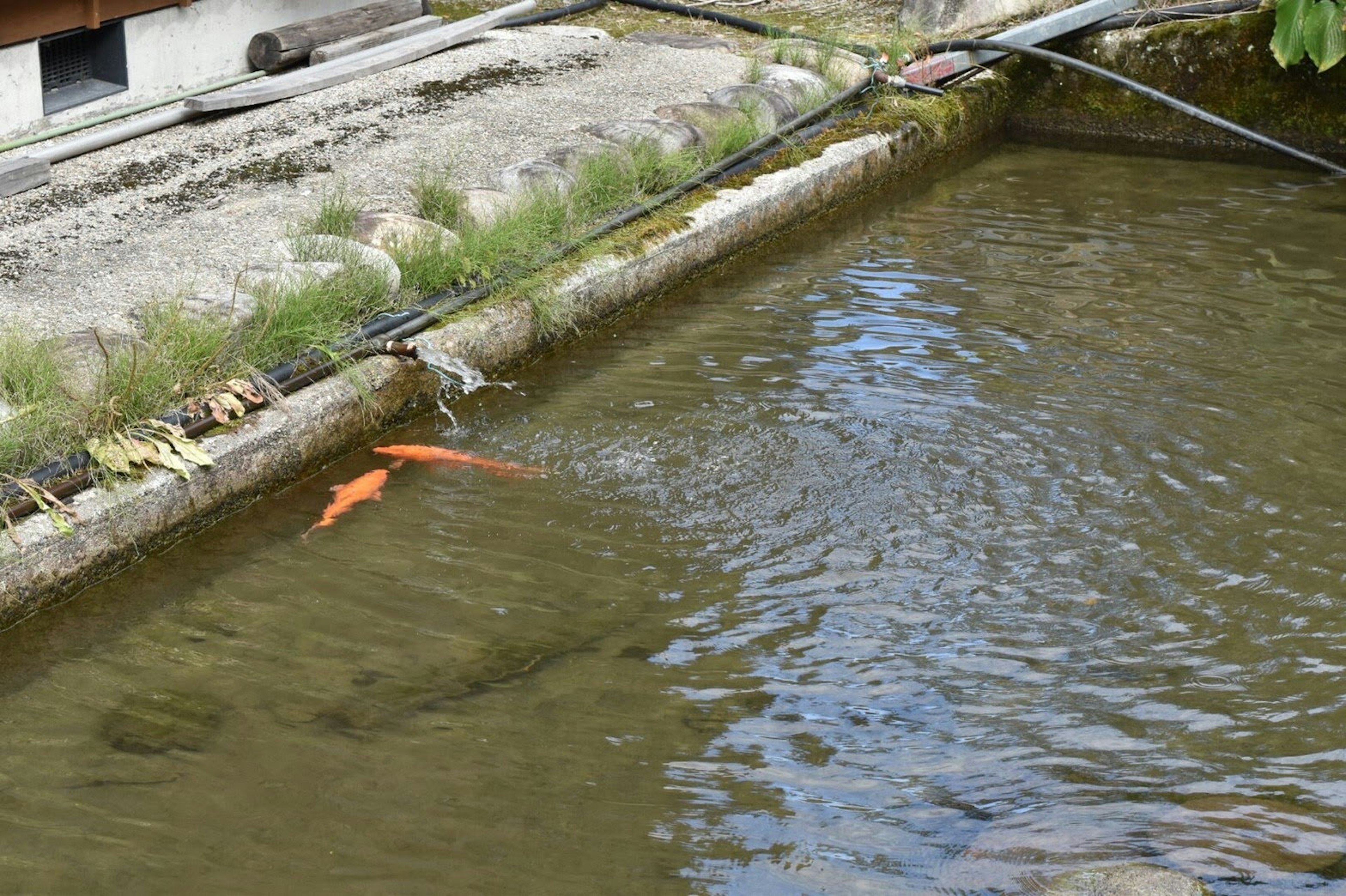 Pesce arancione che nuota in uno stagno con dintorni verdi