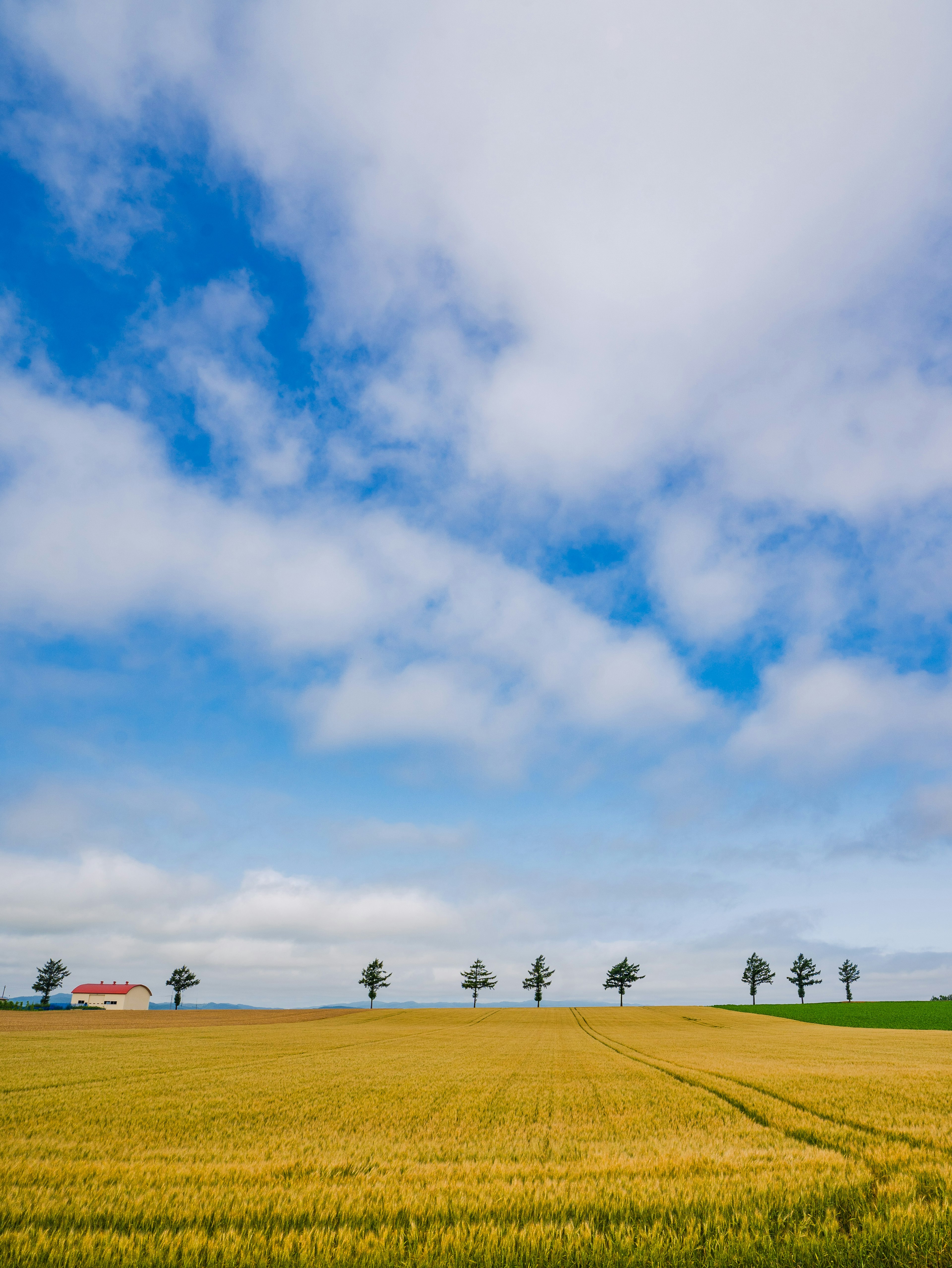 Goldenes Weizenfeld unter blauem Himmel mit weißen Wolken und aufgereihten Bäumen