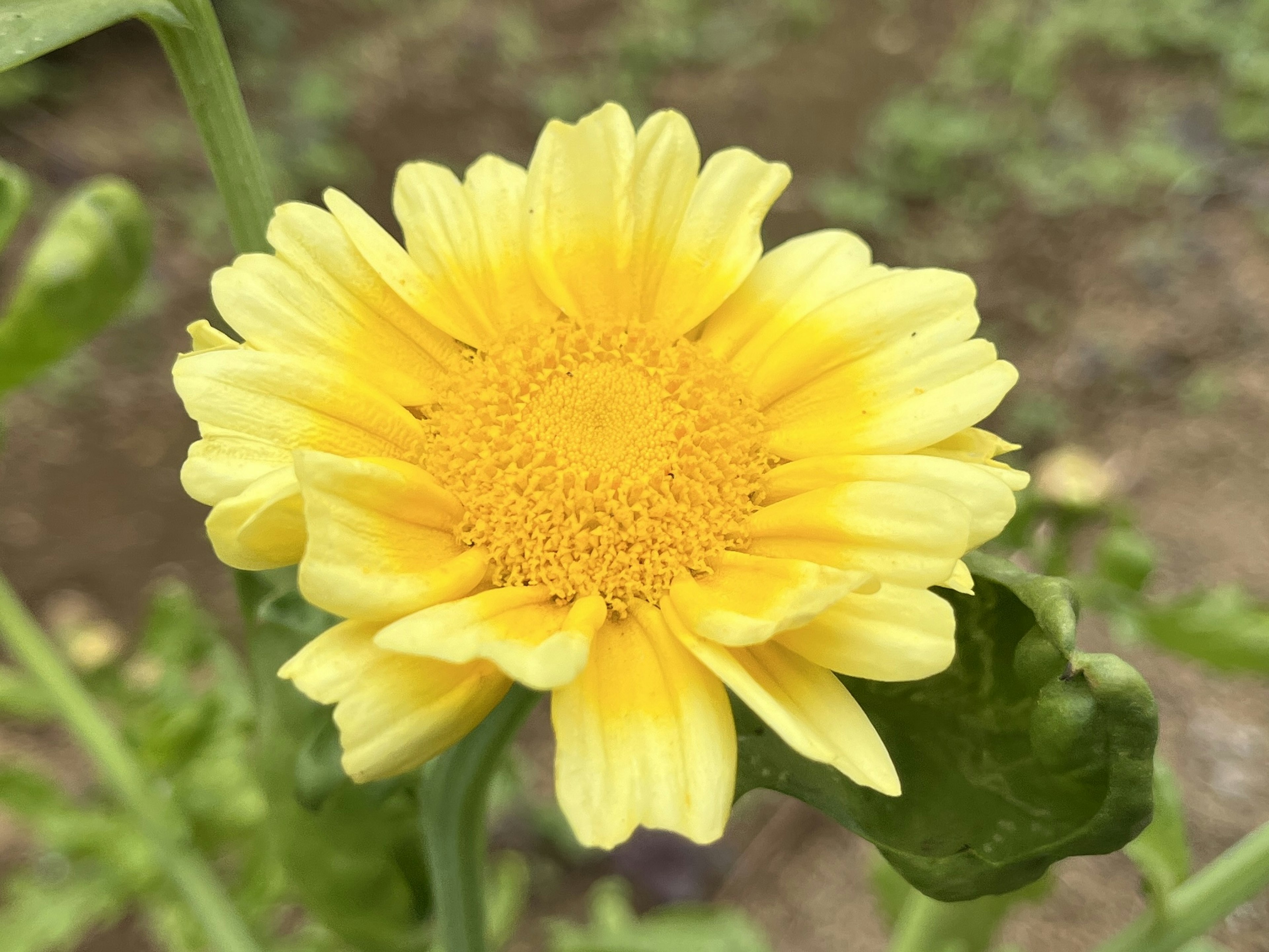 Lebendige gelbe Blume in Blüte