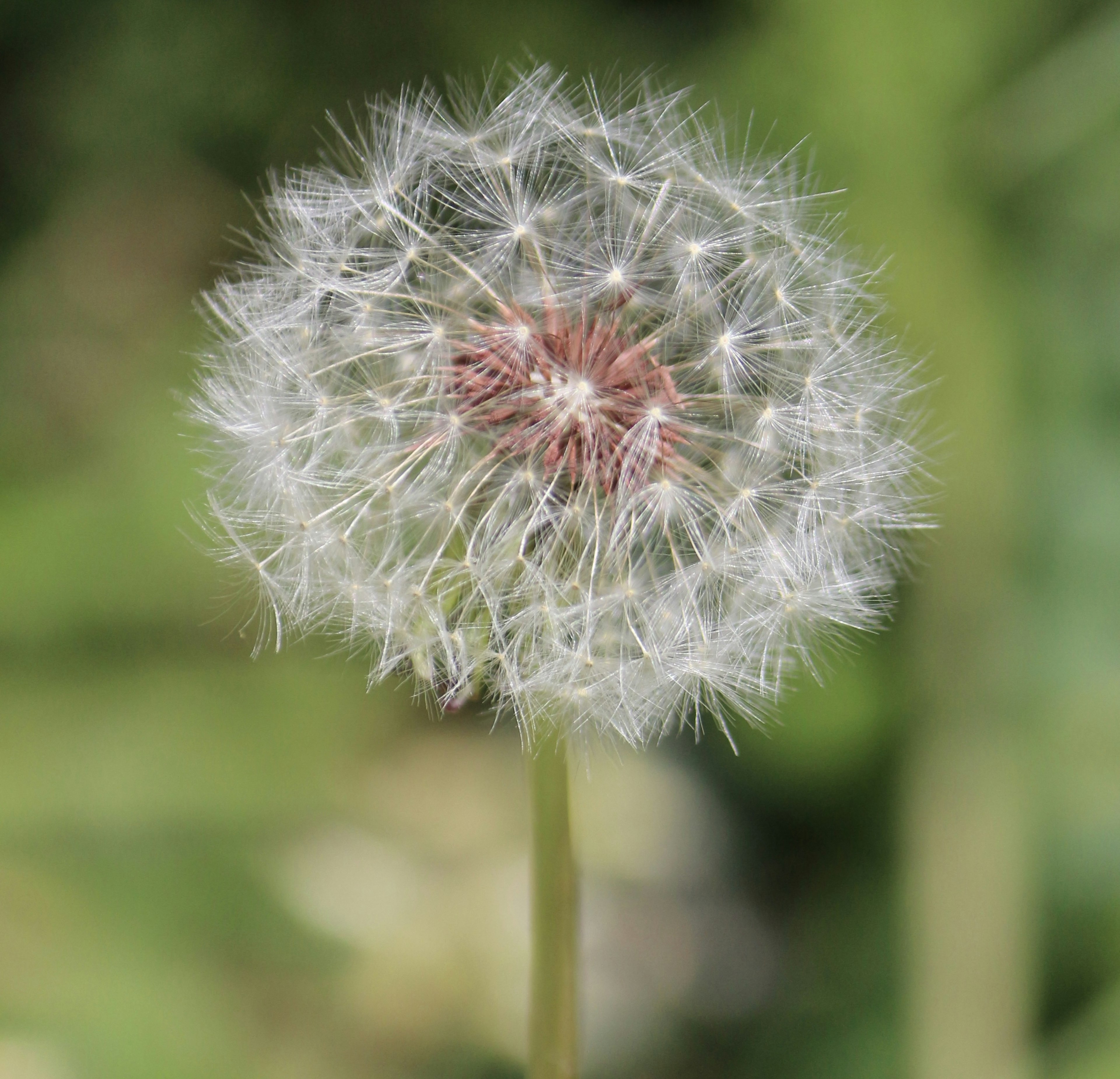 Close-up of a dandelion seed head with white fluff