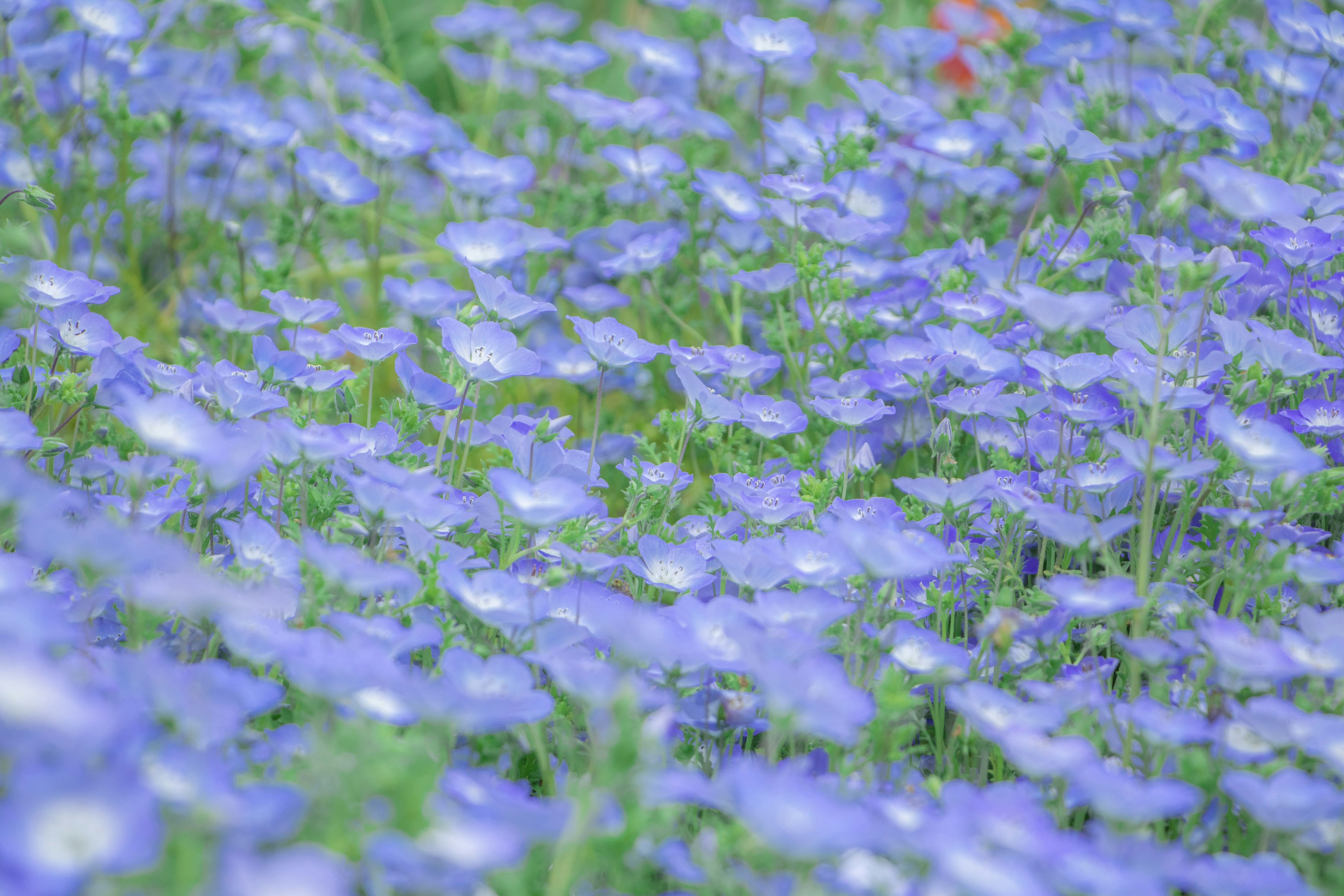 Beau paysage avec un champ de fleurs bleues en fleurs