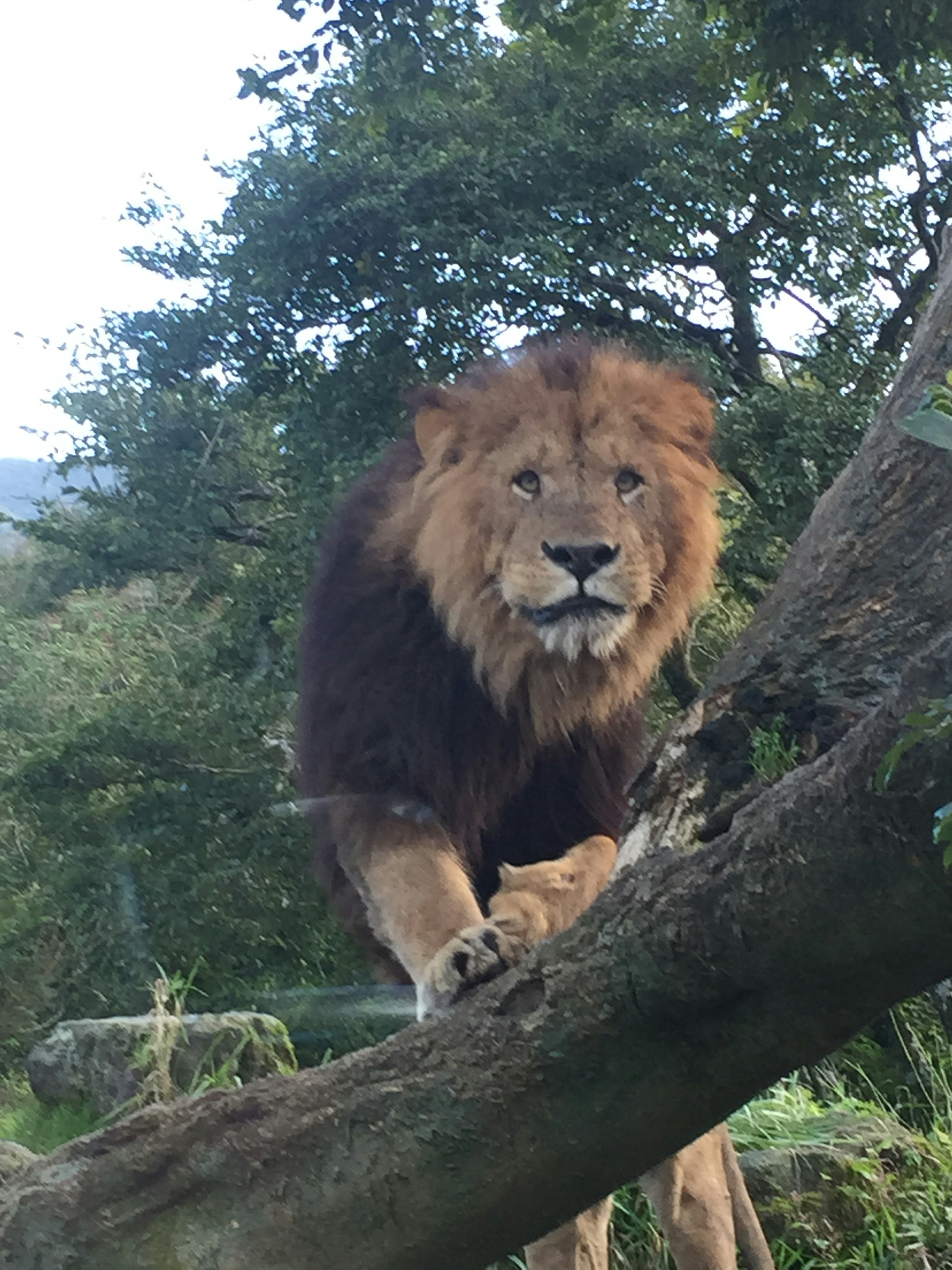 Gros plan d'un lion sur une branche d'arbre