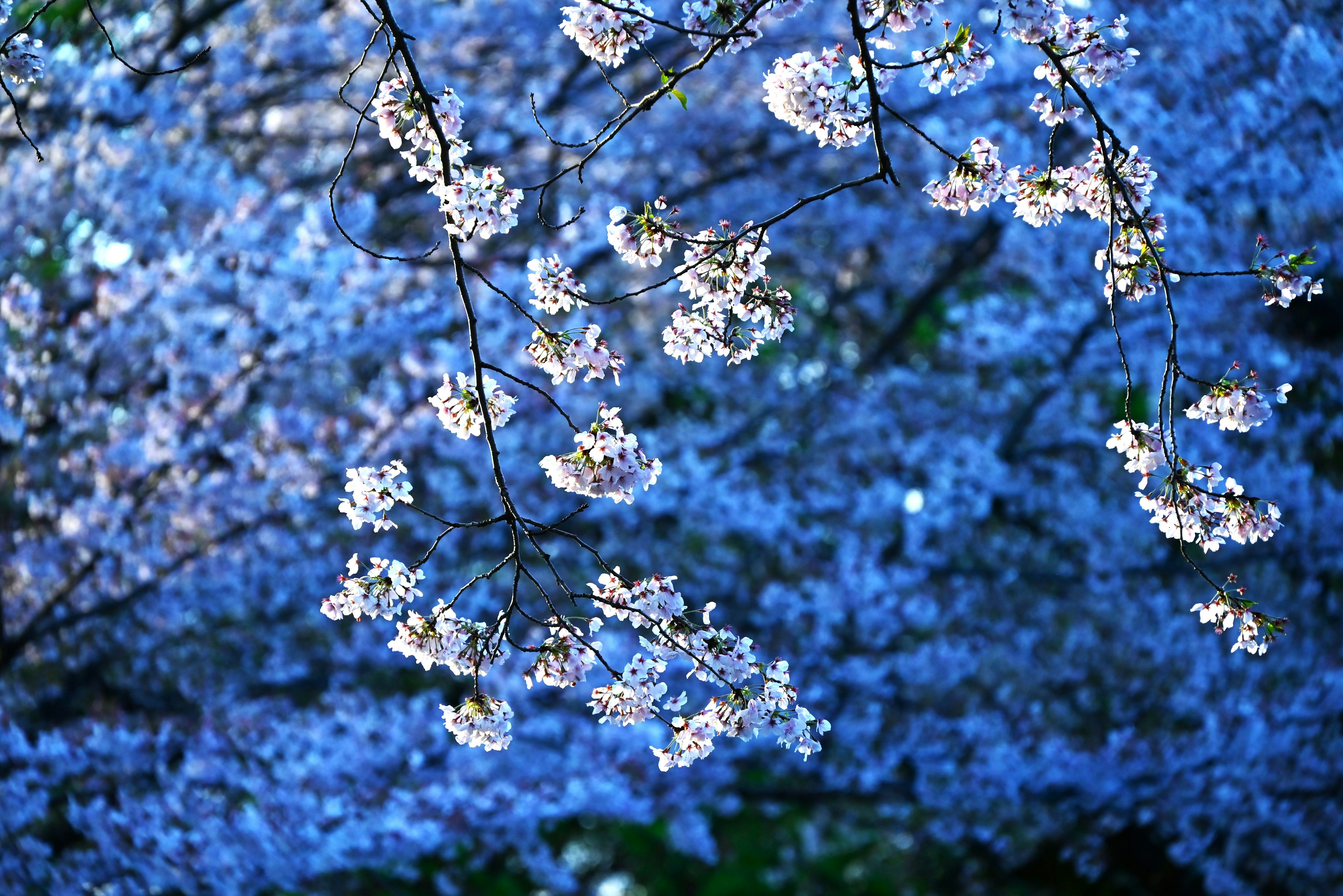 青い背景に咲く桜の花のクローズアップ