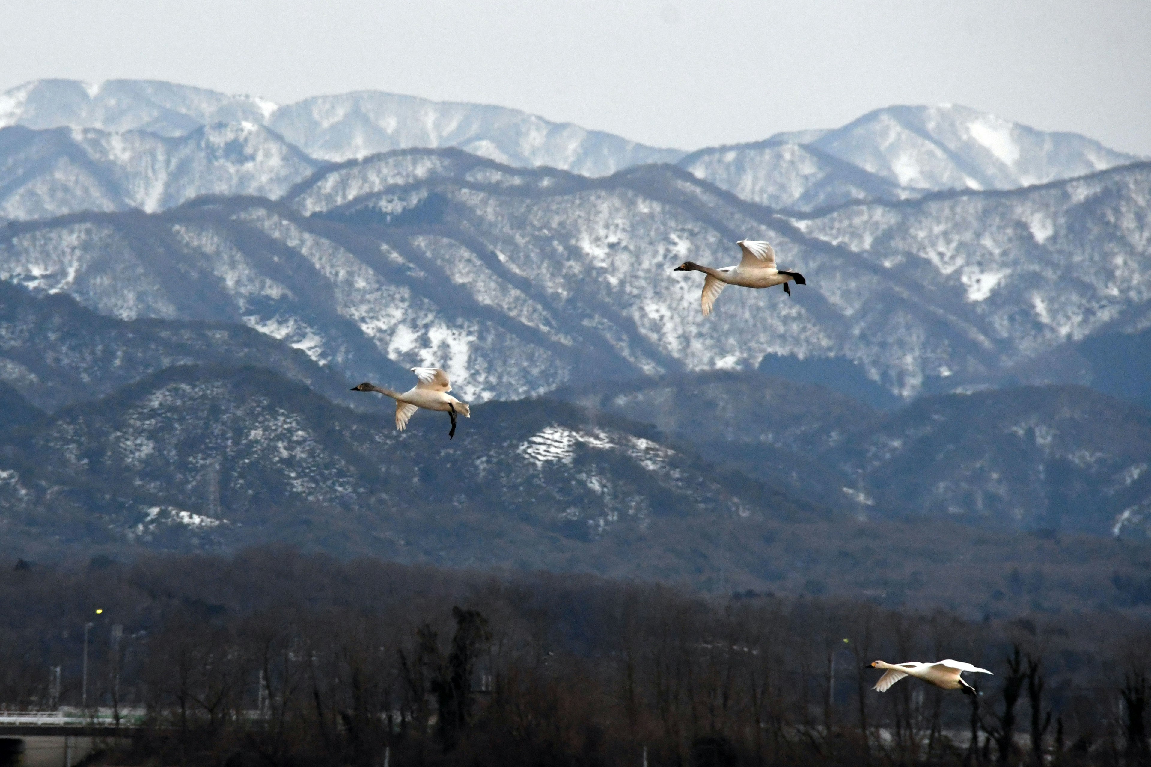 Schwäne fliegen vor einem Hintergrund von schneebedeckten Bergen