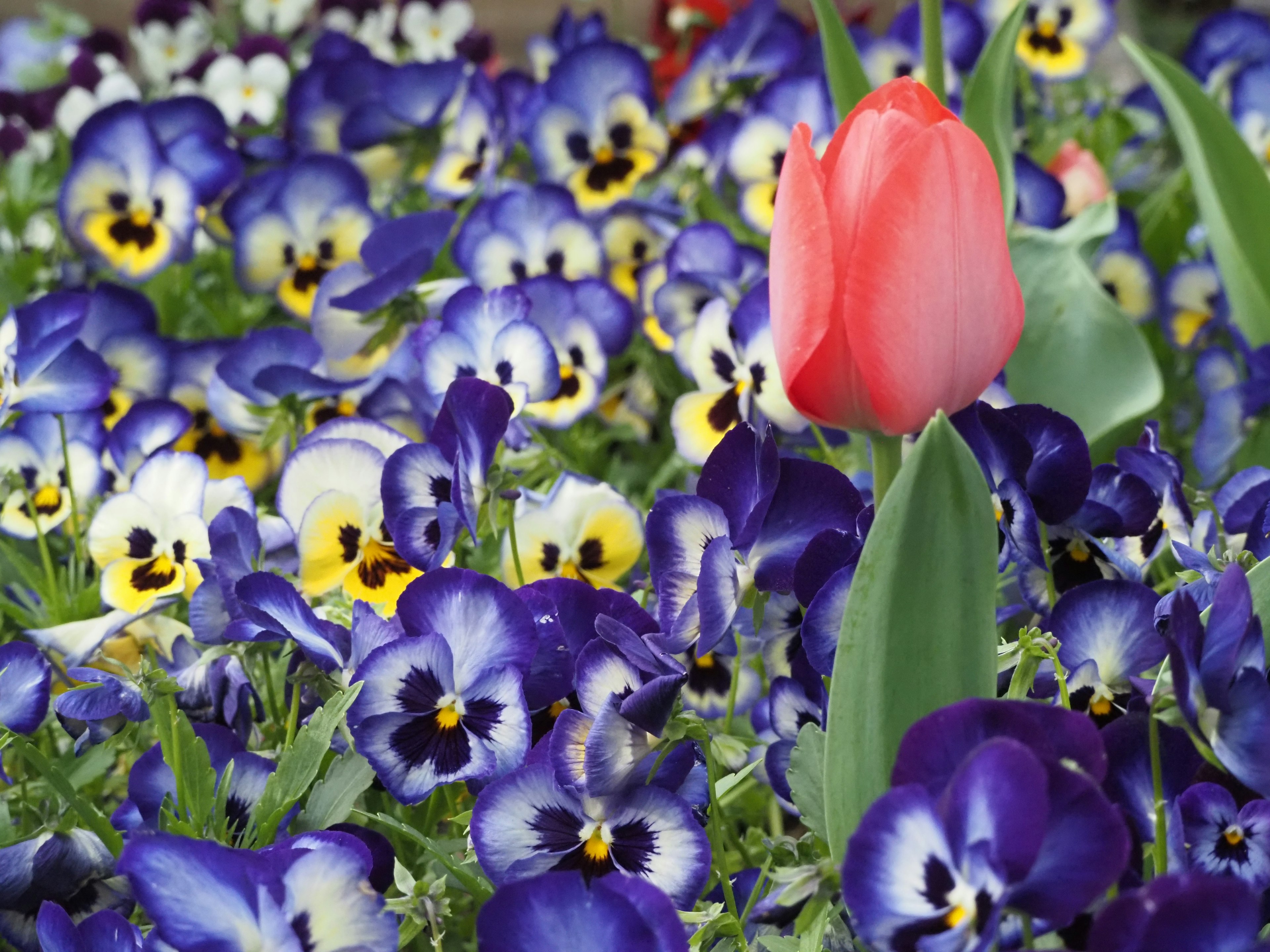 Champ de pensées violettes et jaunes avec un tulipe rouge