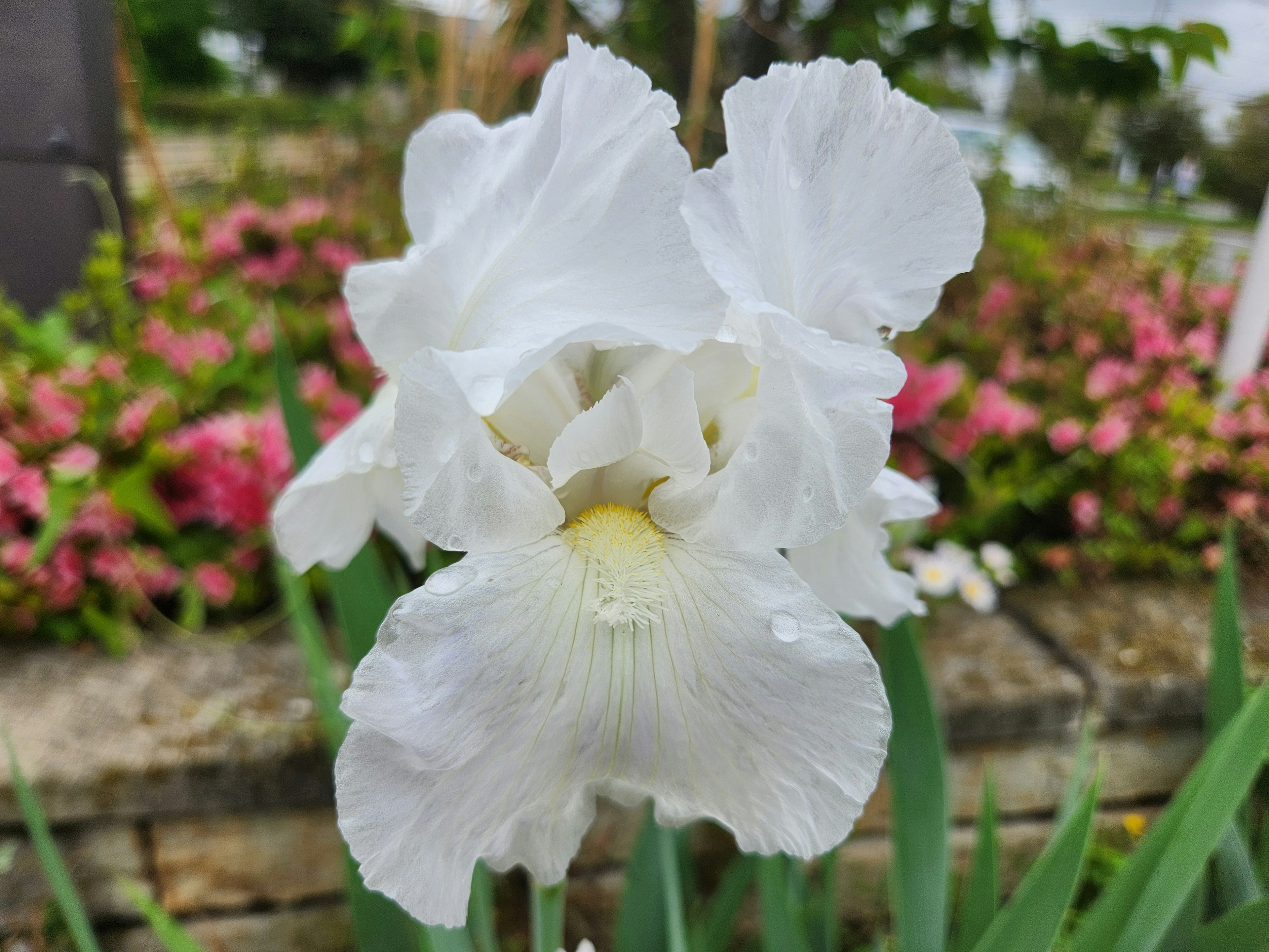 白いアイリスの花が咲いている背景に色とりどりの花々