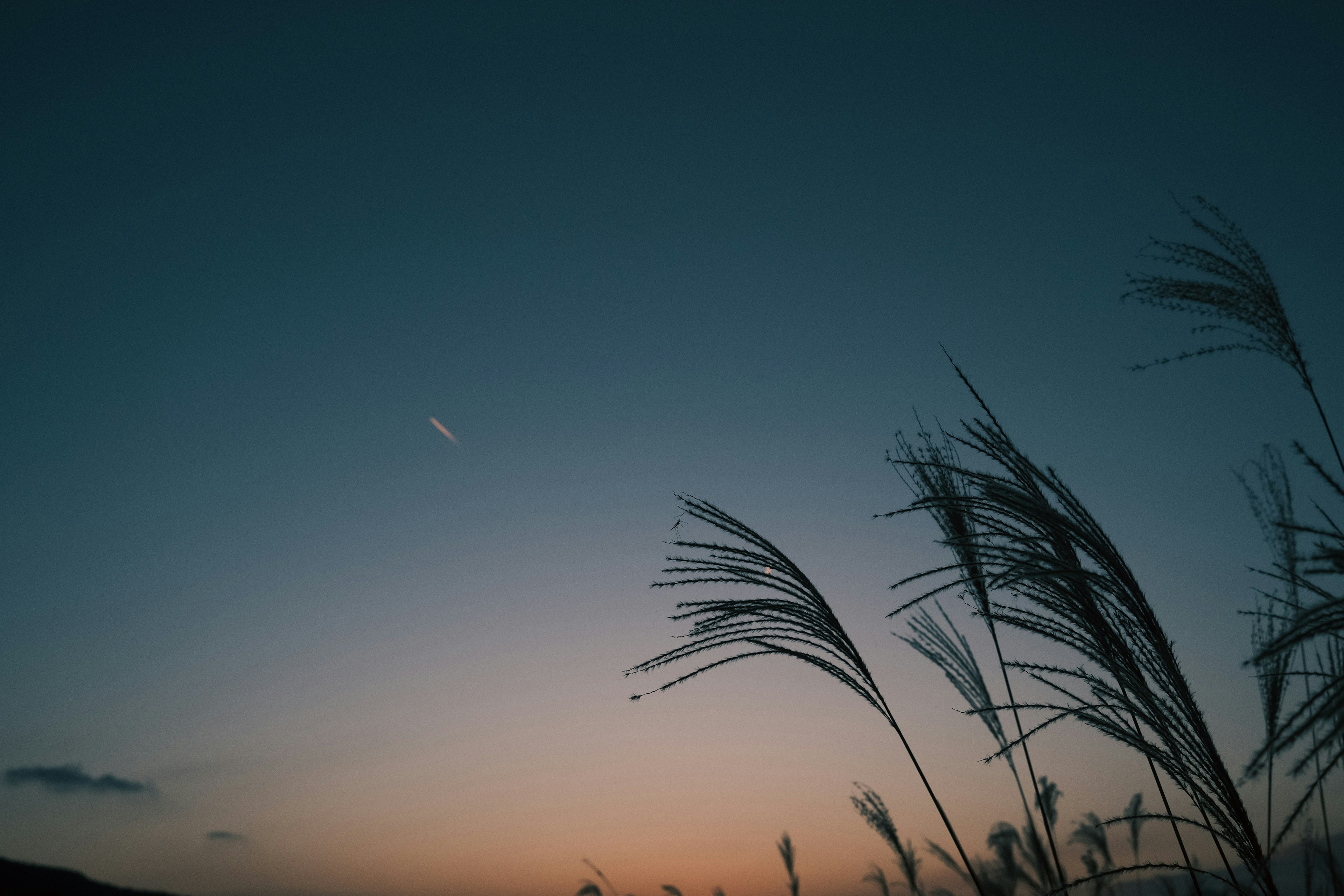 Silhouette of grass swaying against a sunset sky