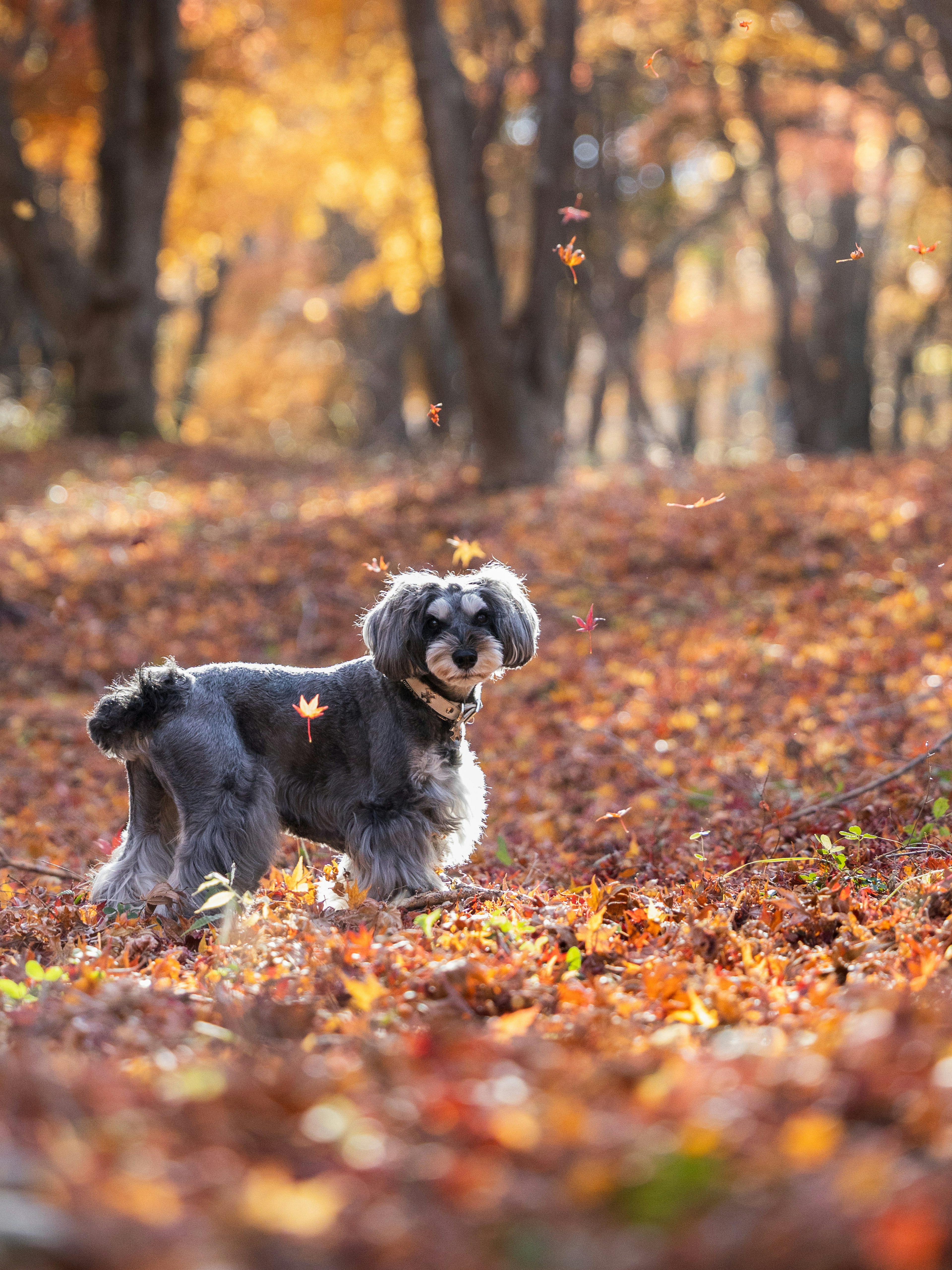 Chien se tenant parmi les feuilles d'automne dans une forêt