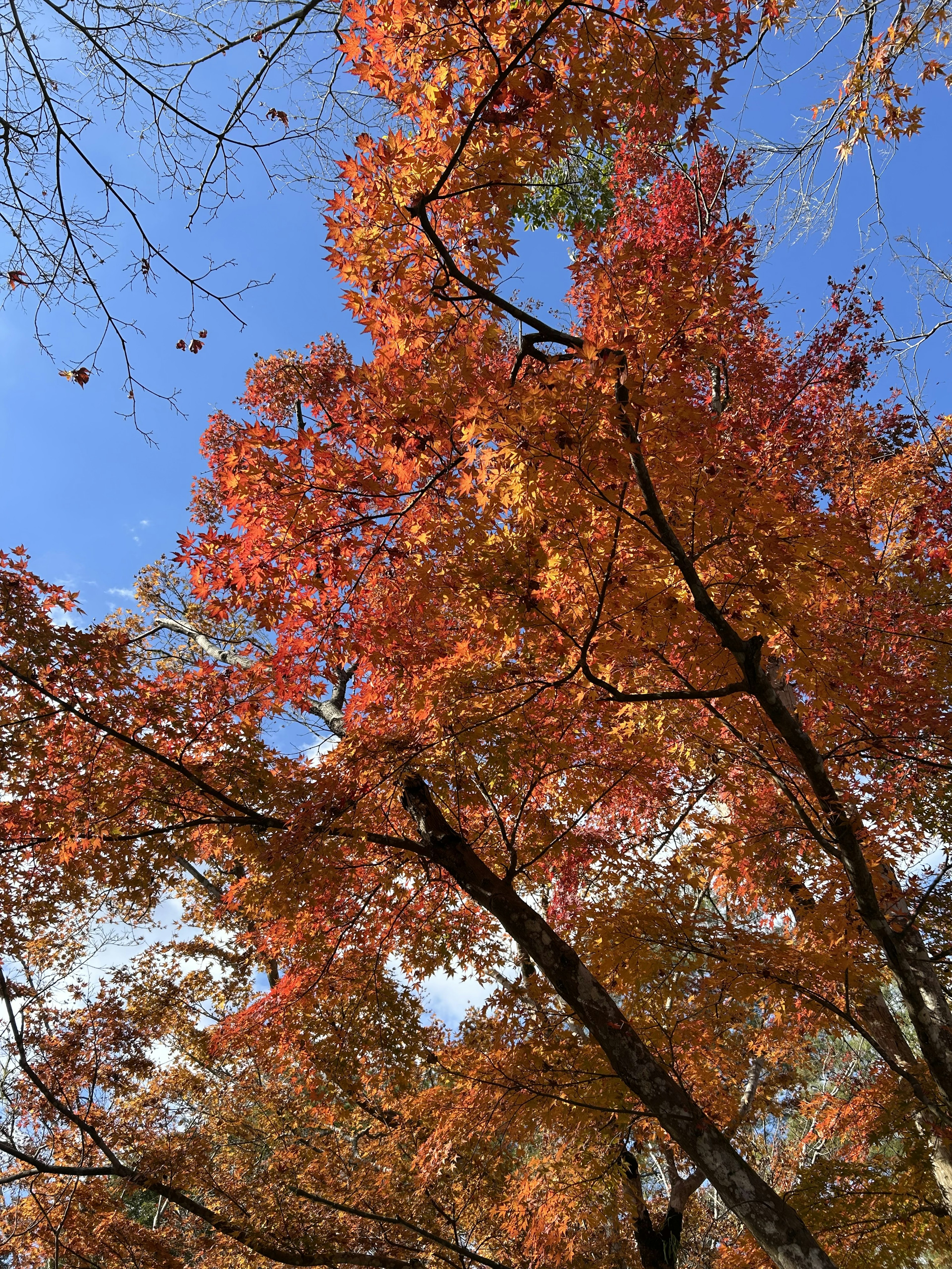 Fogliame autunnale con foglie arancioni e rosse vivaci contro un cielo blu chiaro