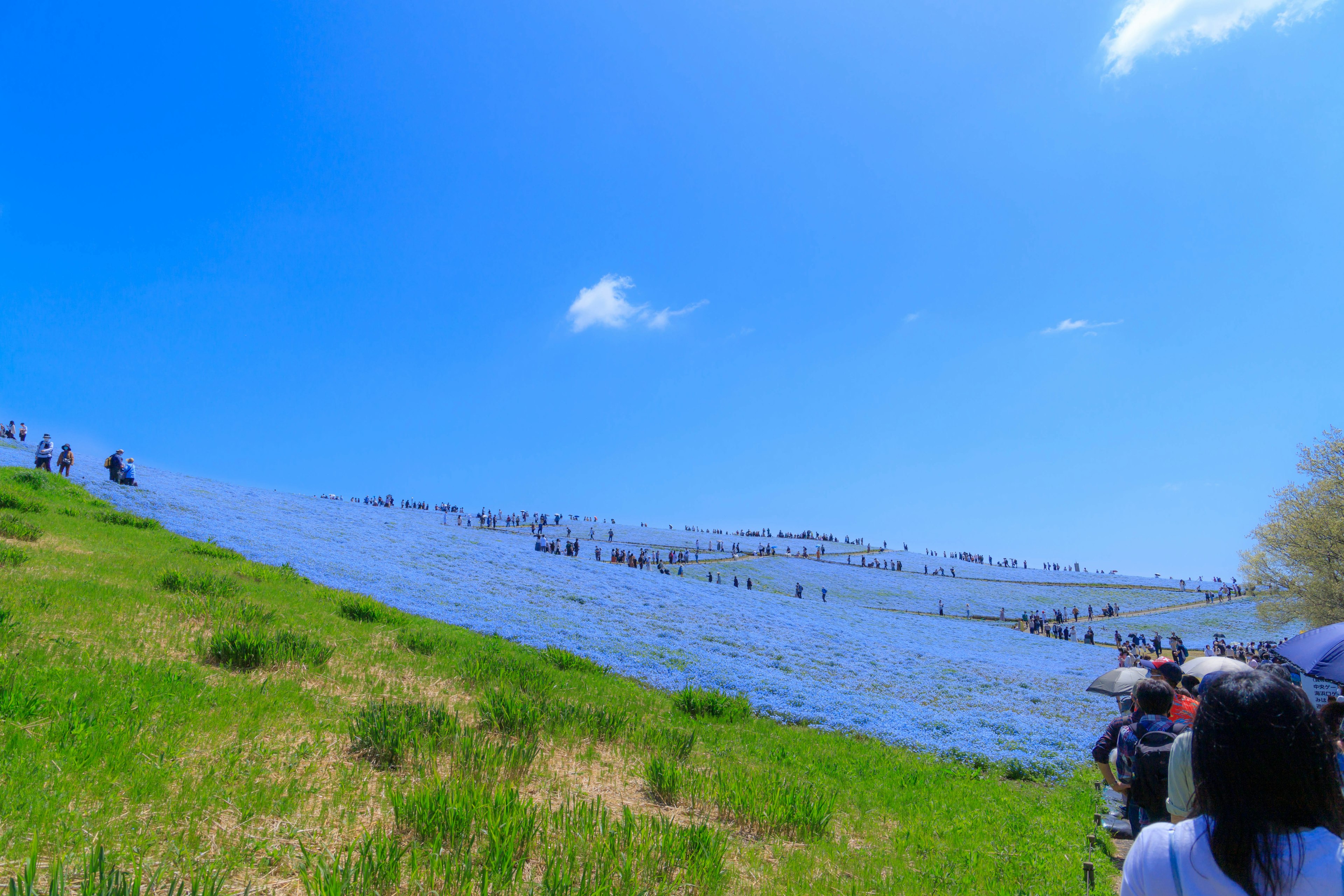 Visitantes disfrutando de un campo de flores azules bajo un cielo despejado