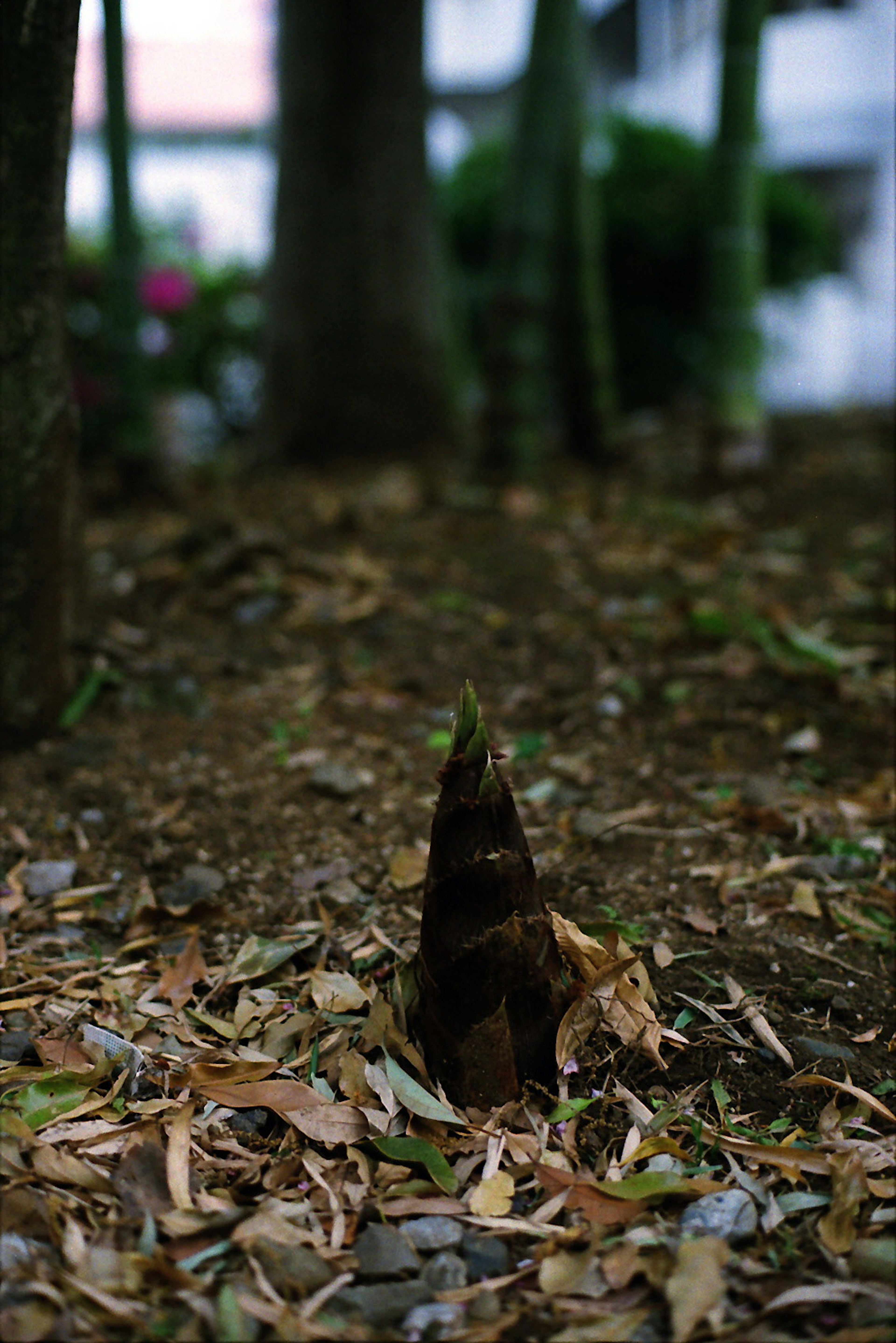 A bamboo shoot emerging from the ground surrounded by fallen leaves