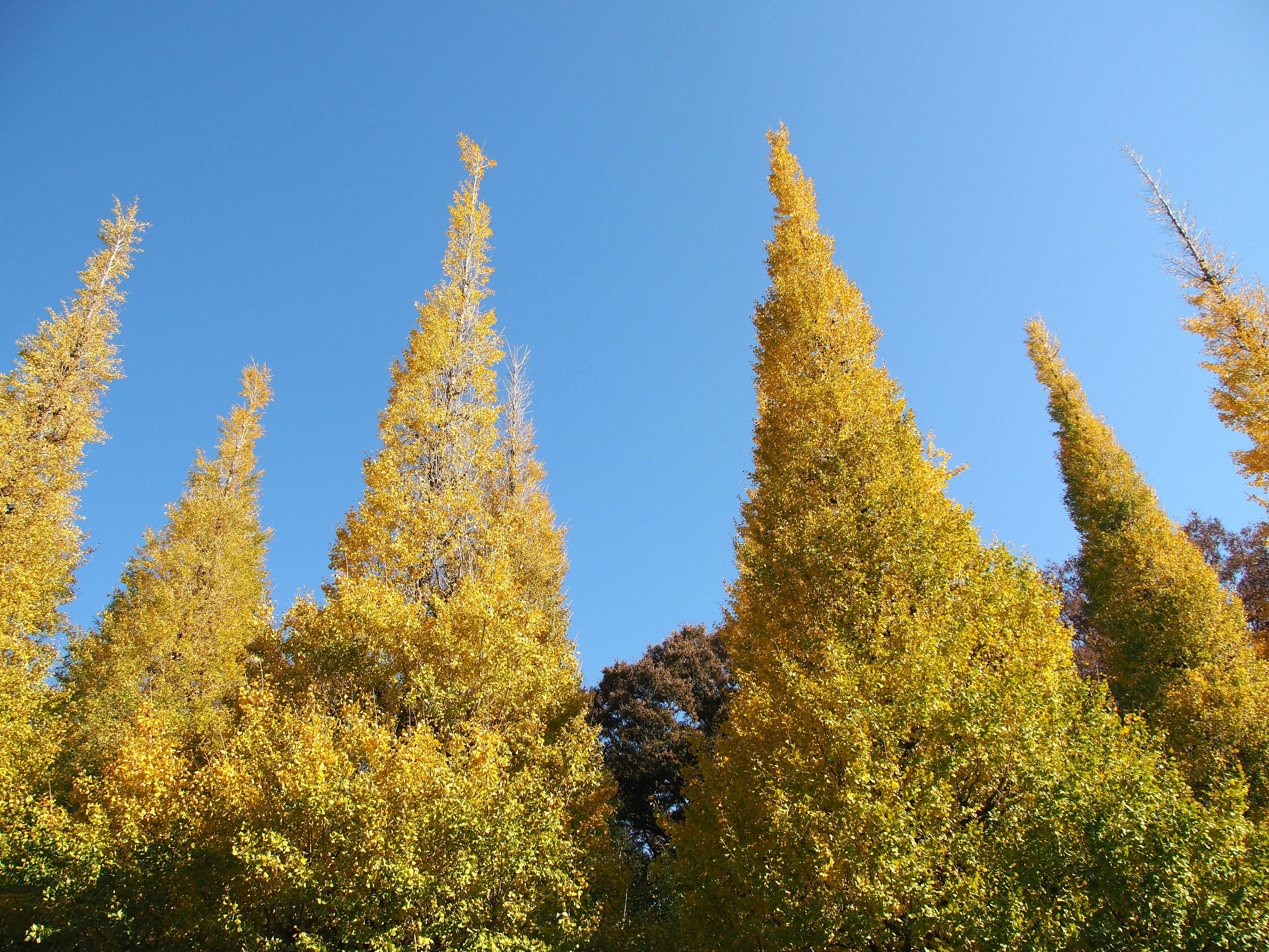 Pohon ginkgo dengan dedaunan kuning cerah di bawah langit biru jernih