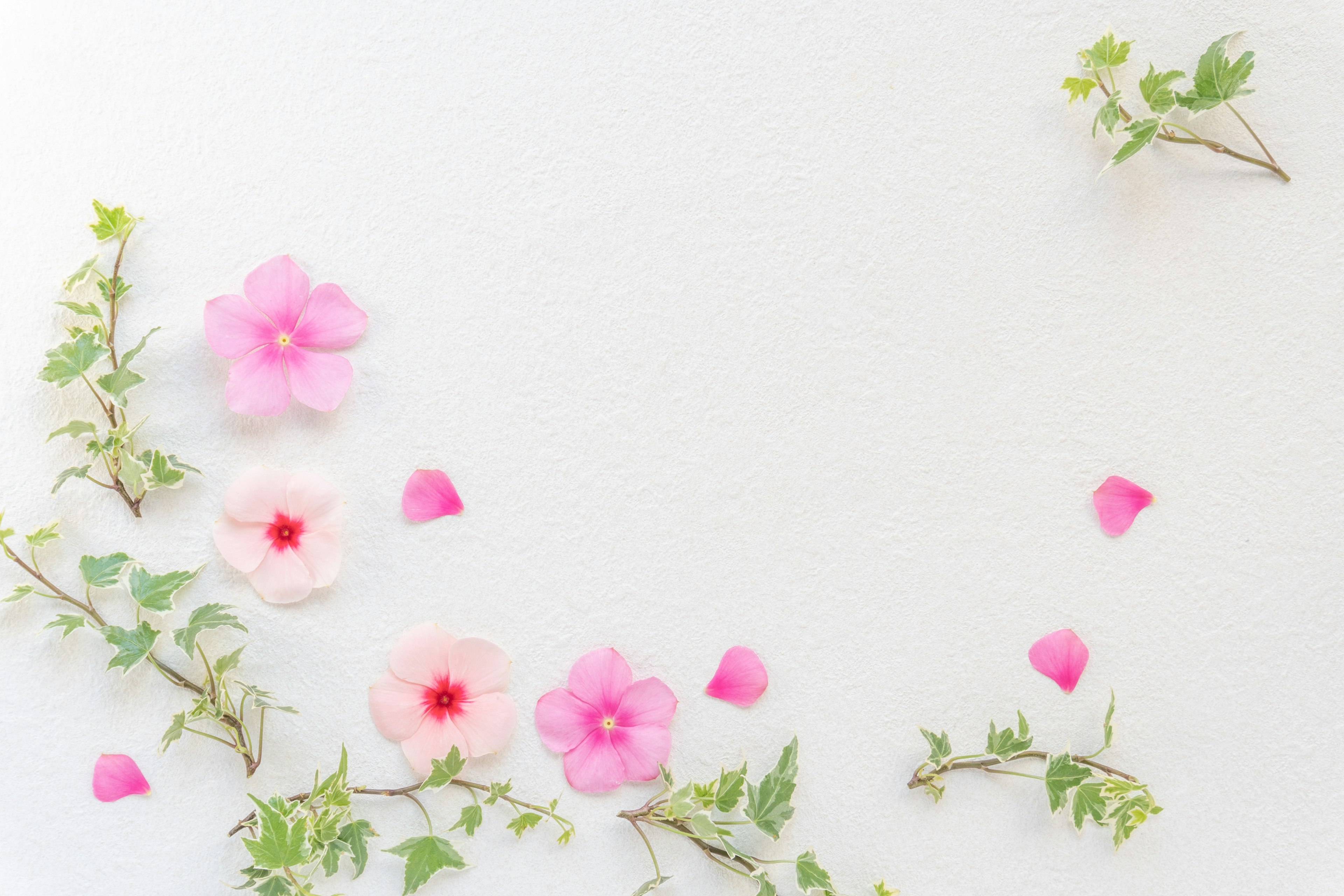 Anordnung von rosa Blumen und grünen Blättern auf einem hellen Hintergrund