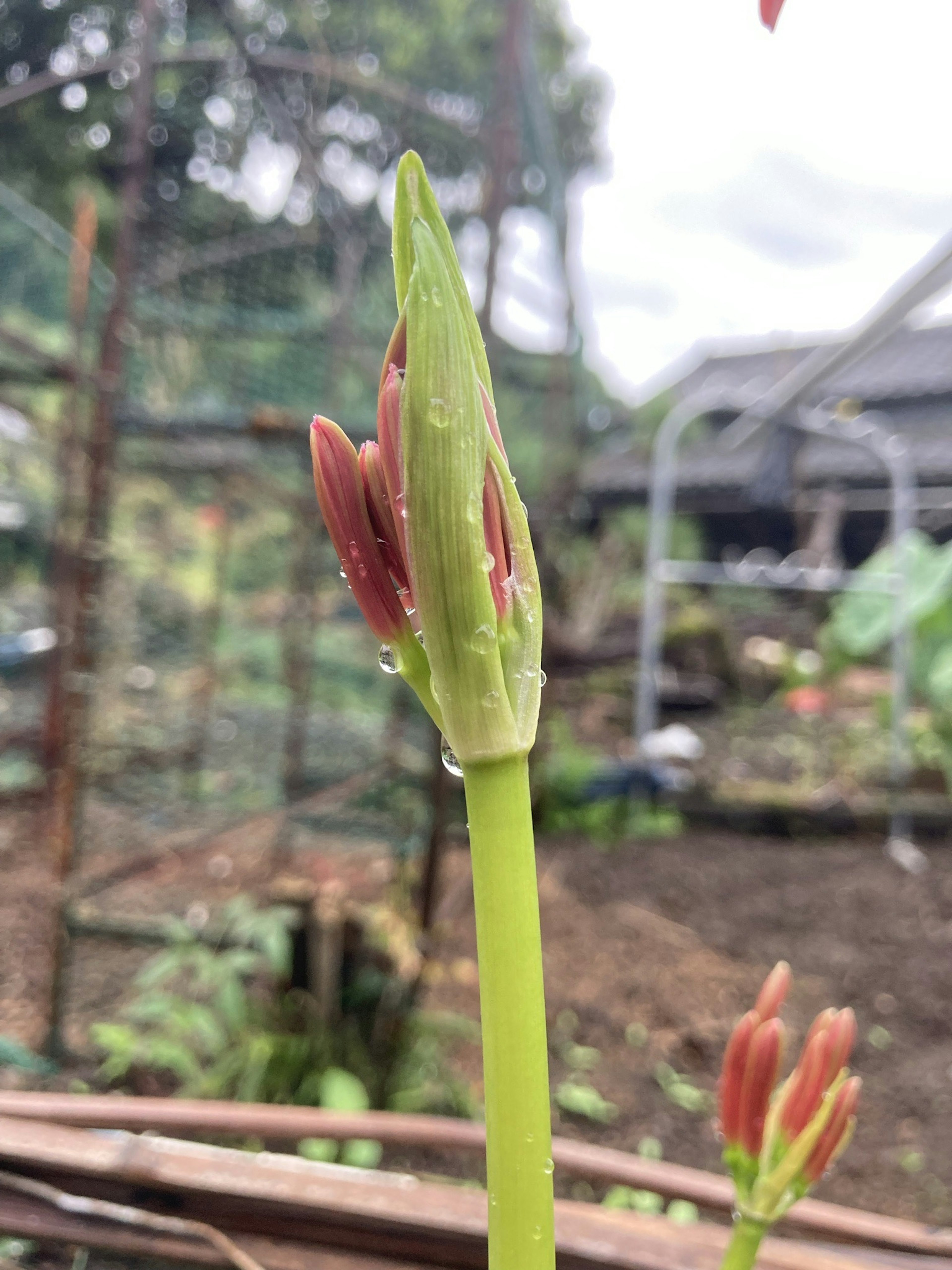 Emerging amaryllis bud in a garden setting