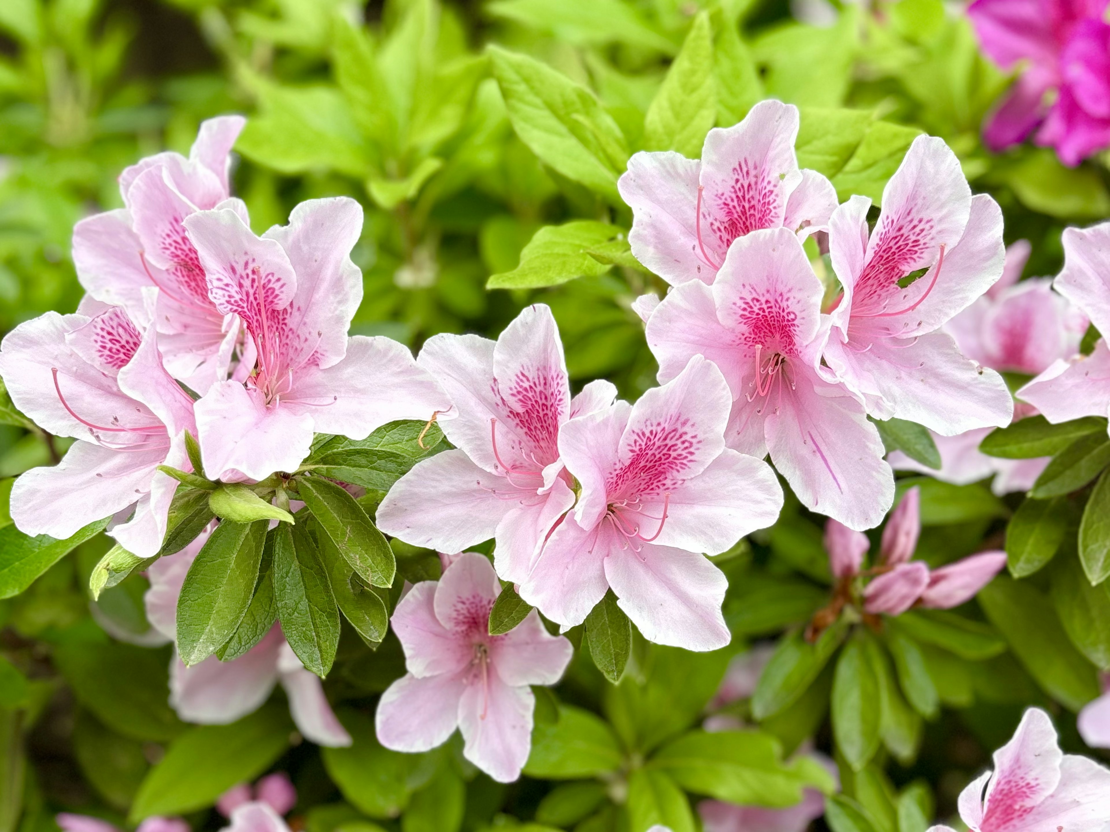 Zarte rosa Azaleenblüten blühen zwischen üppigen grünen Blättern