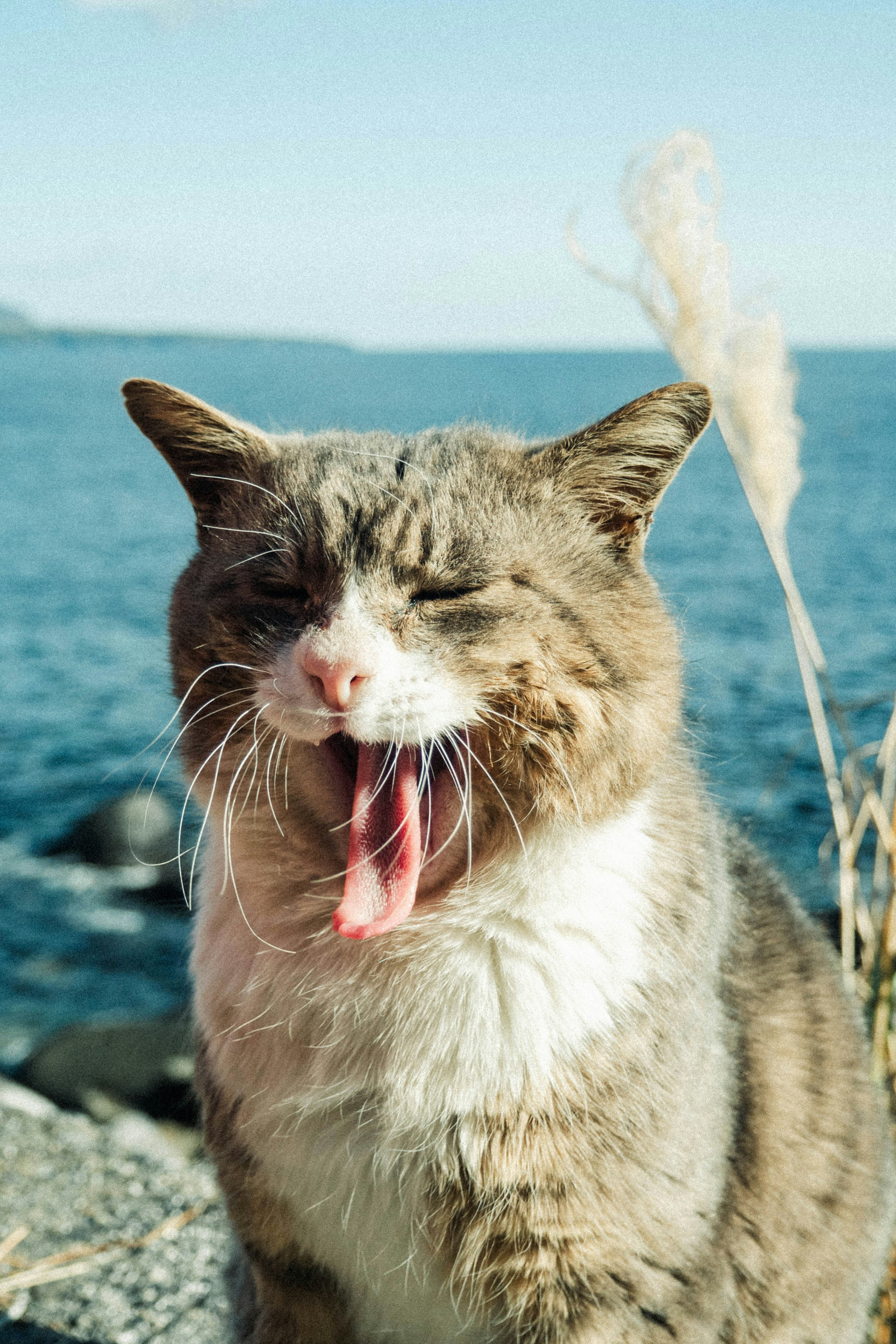 Cat yawning by the seaside